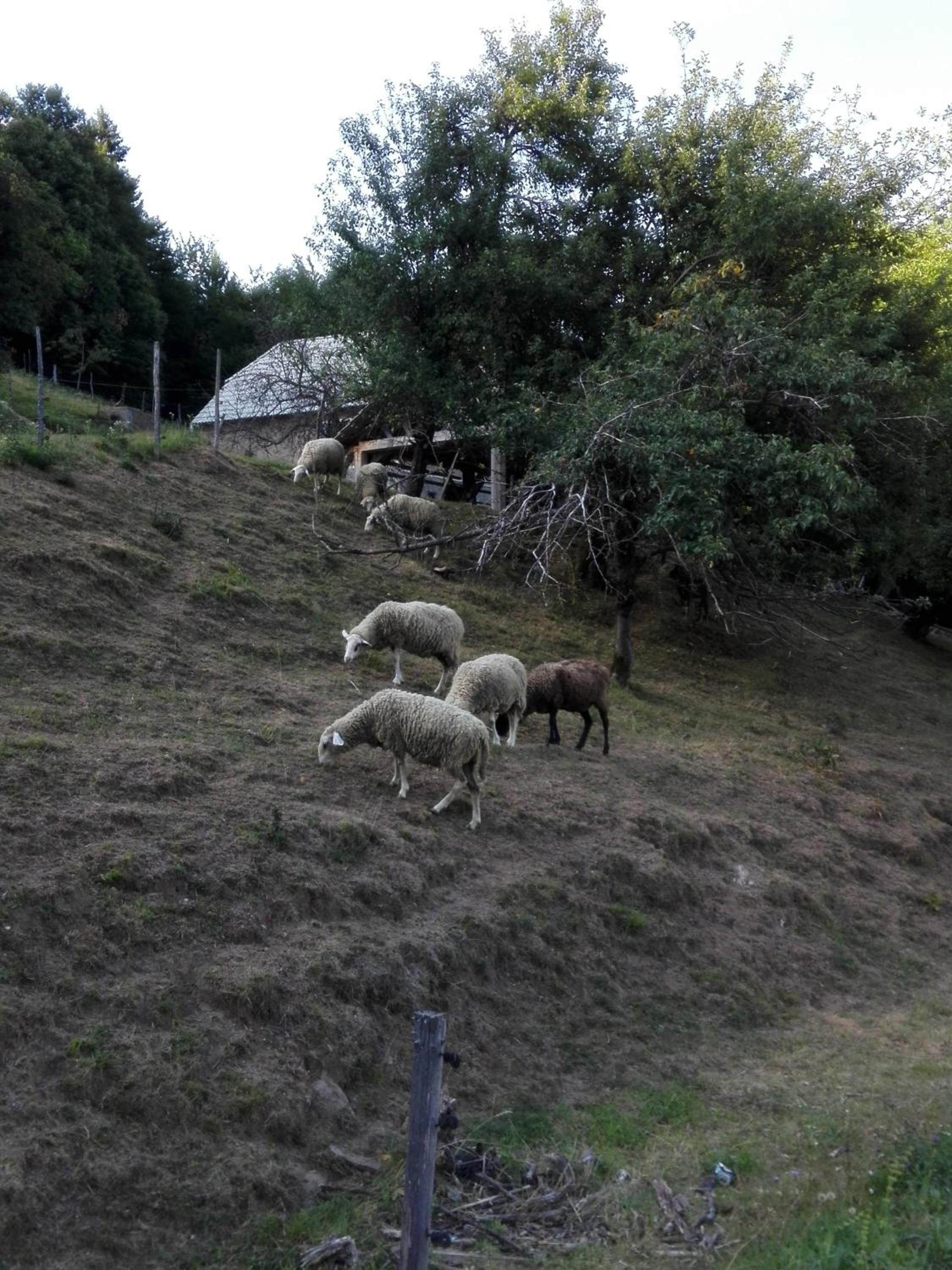 Photo 38