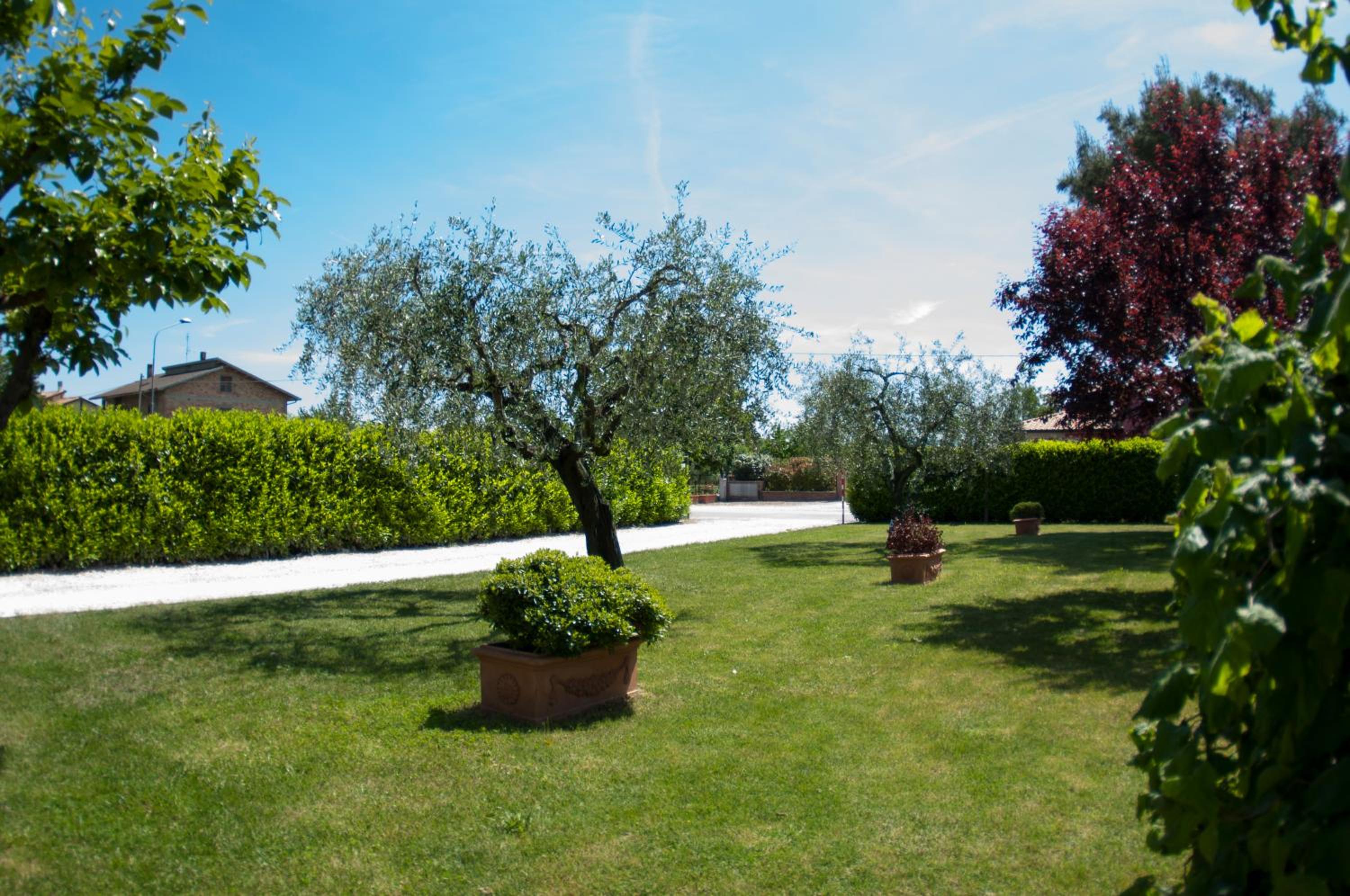 Rosa di Assisi view 4