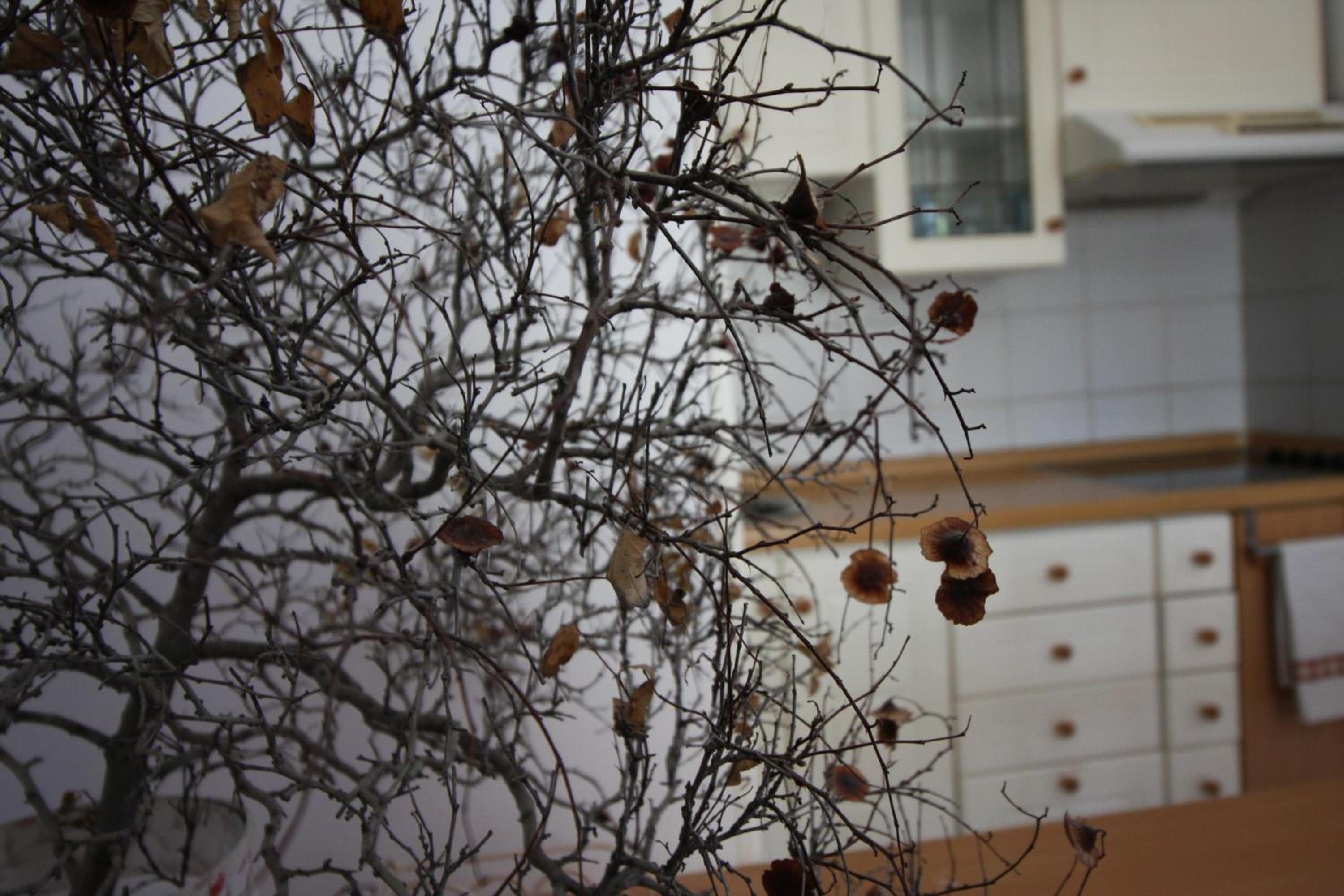 Photo 52
