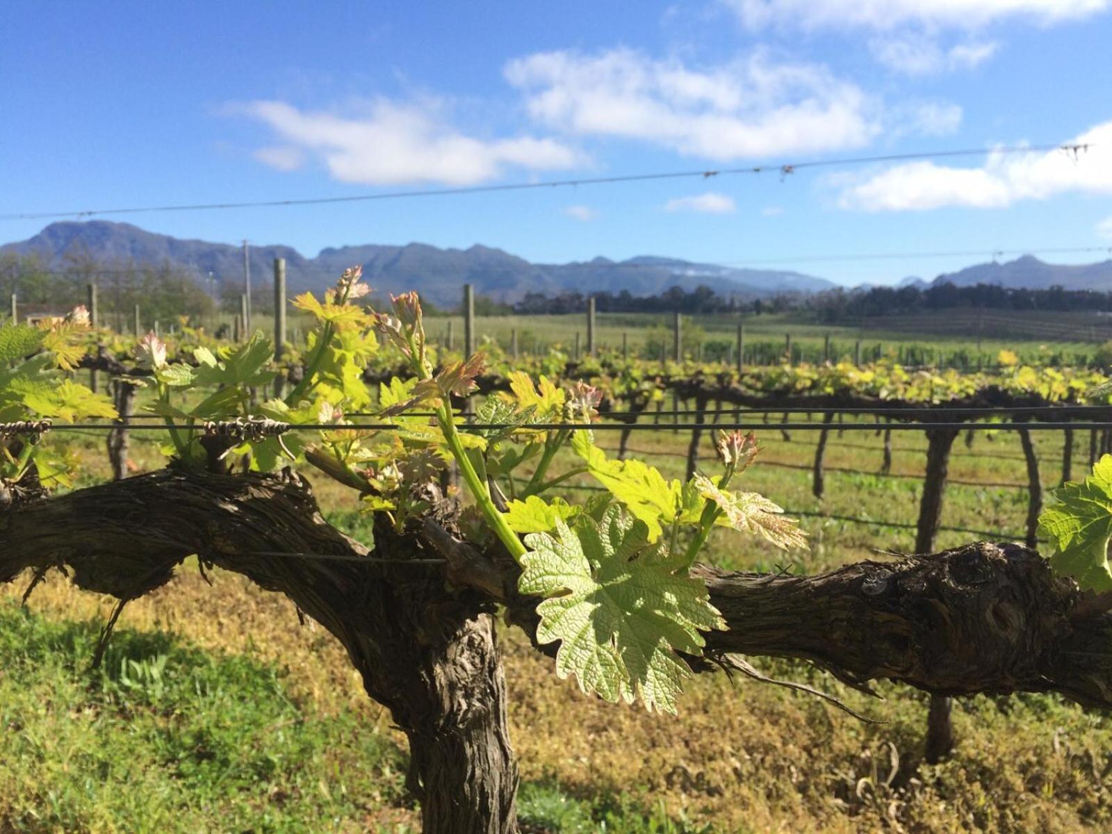 Belfield Wines and Farm Cottages