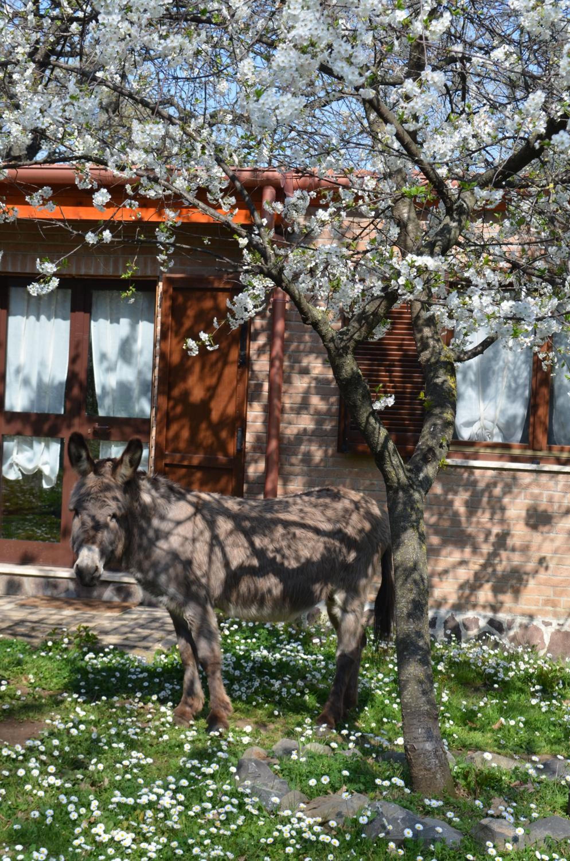 Viteitaliane - Tenuta Colle Mattia view 4