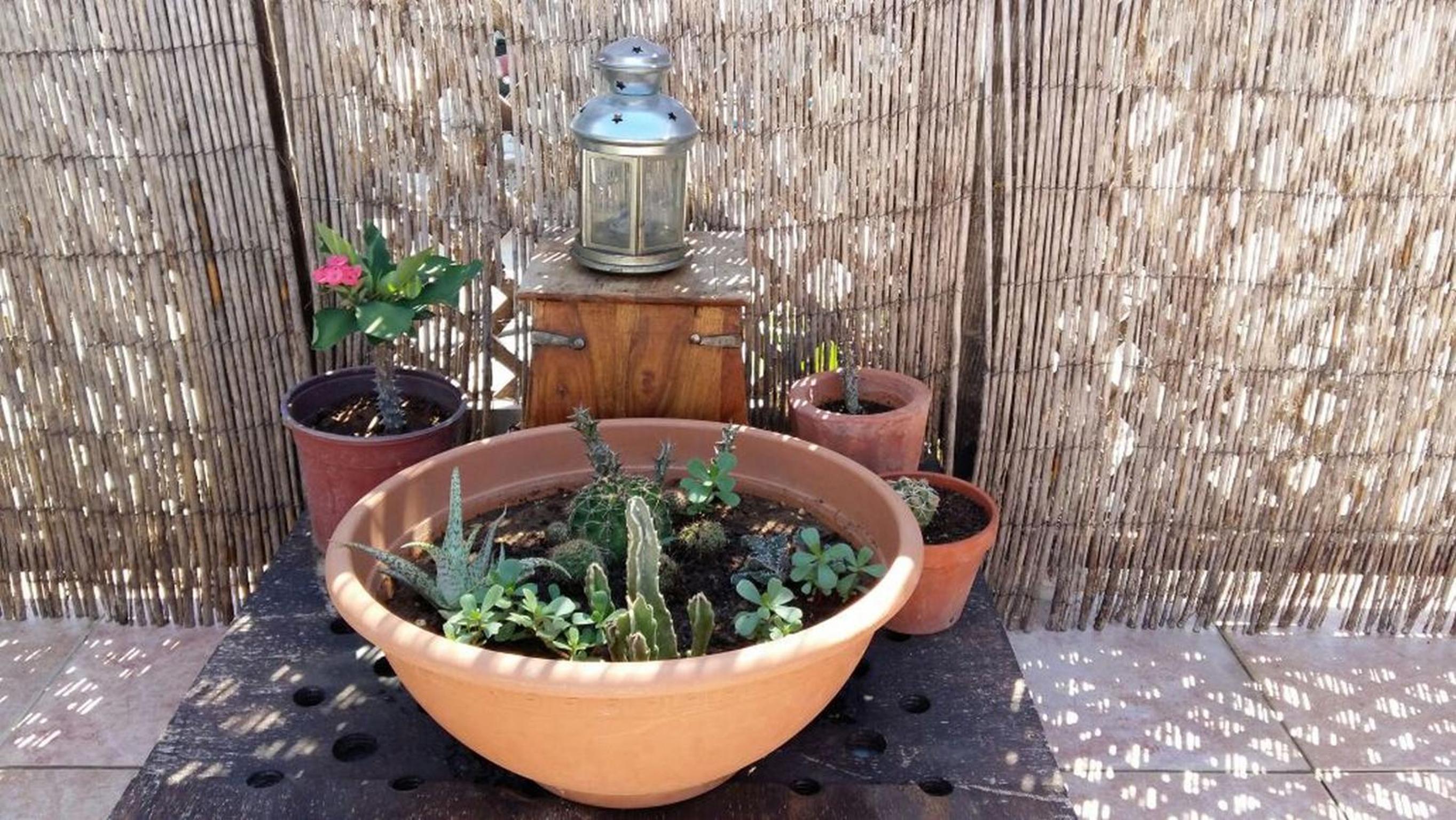Siblings Nest 1
