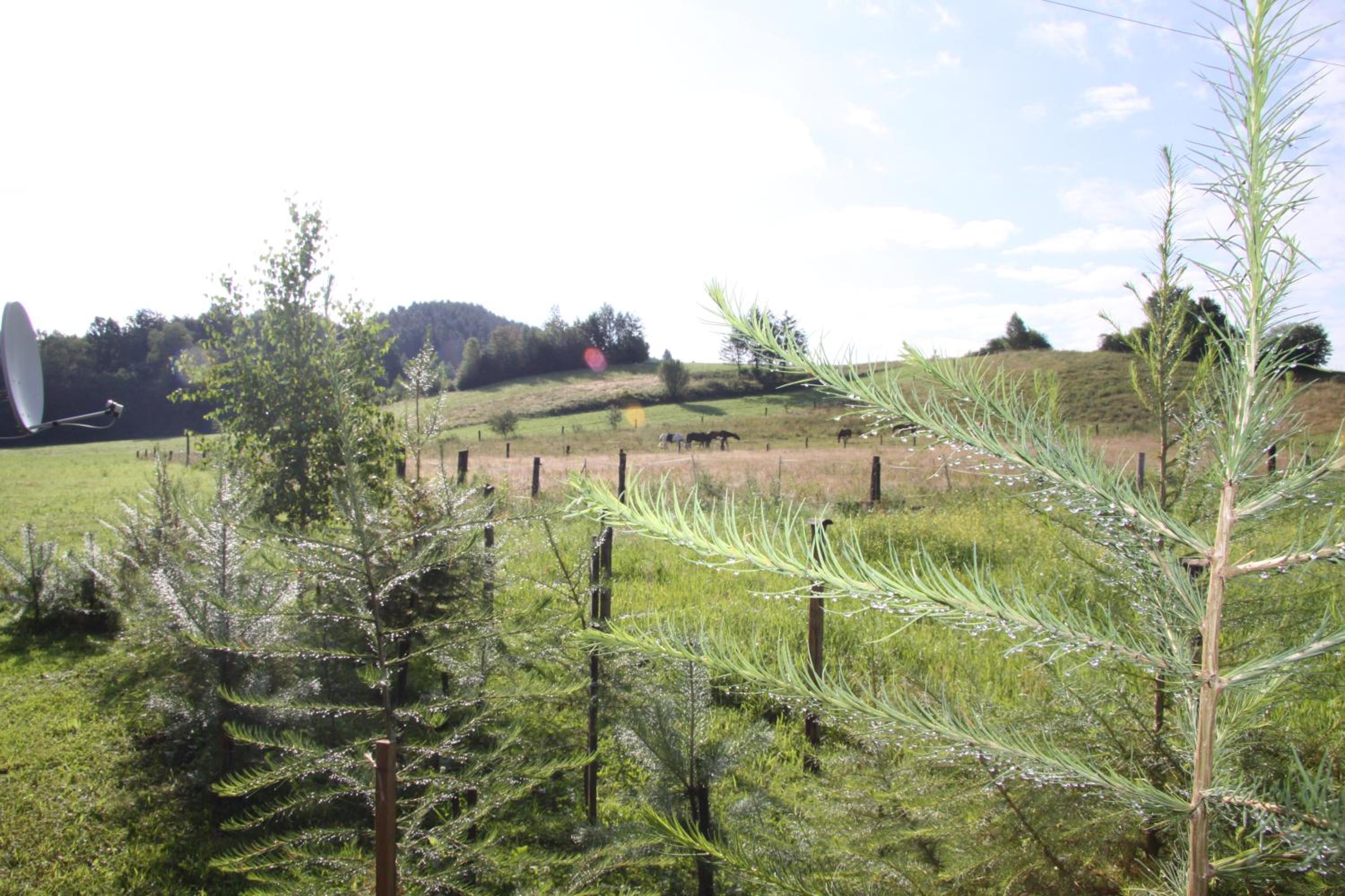 Photo 49