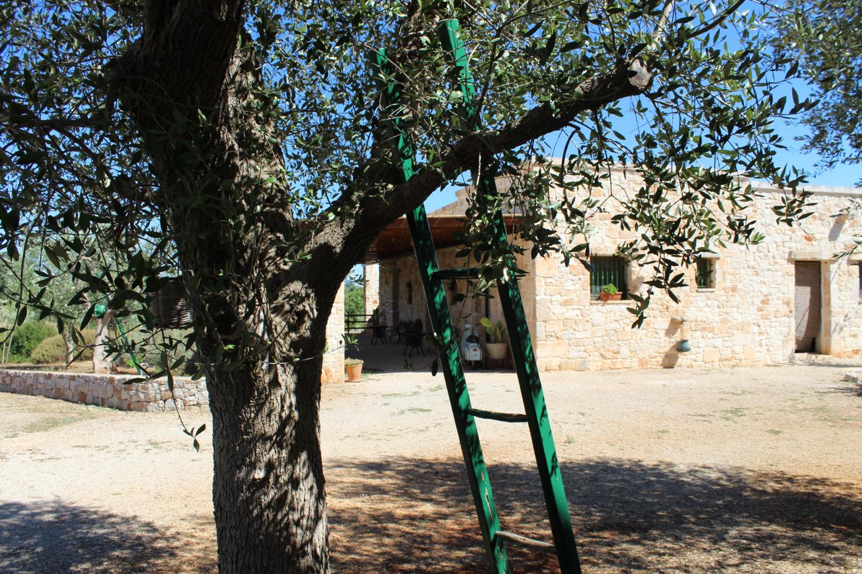 Masseria Tolla