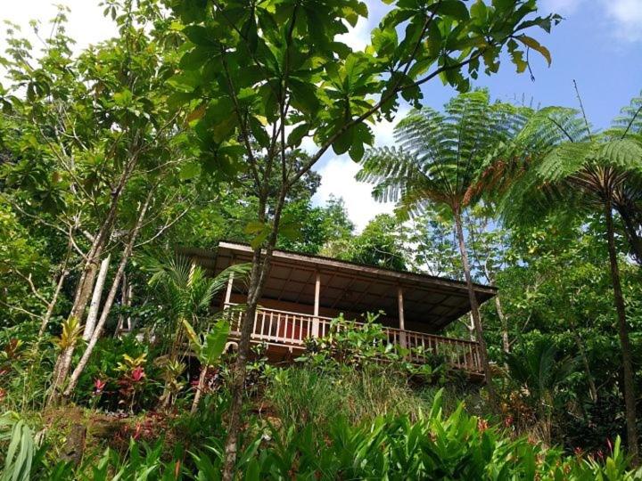 Roots Jungle Retreat