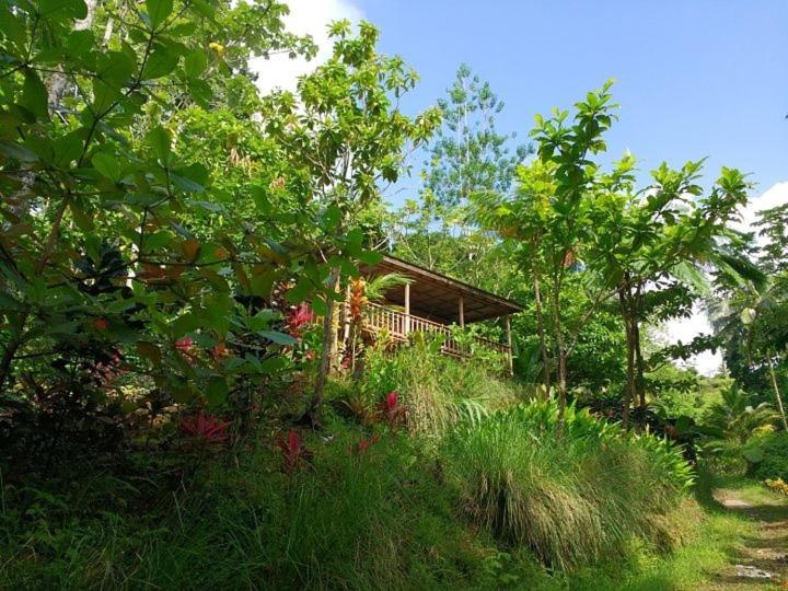 Roots Jungle Retreat