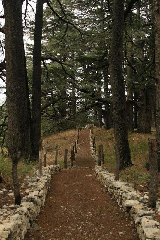Cedars Palace