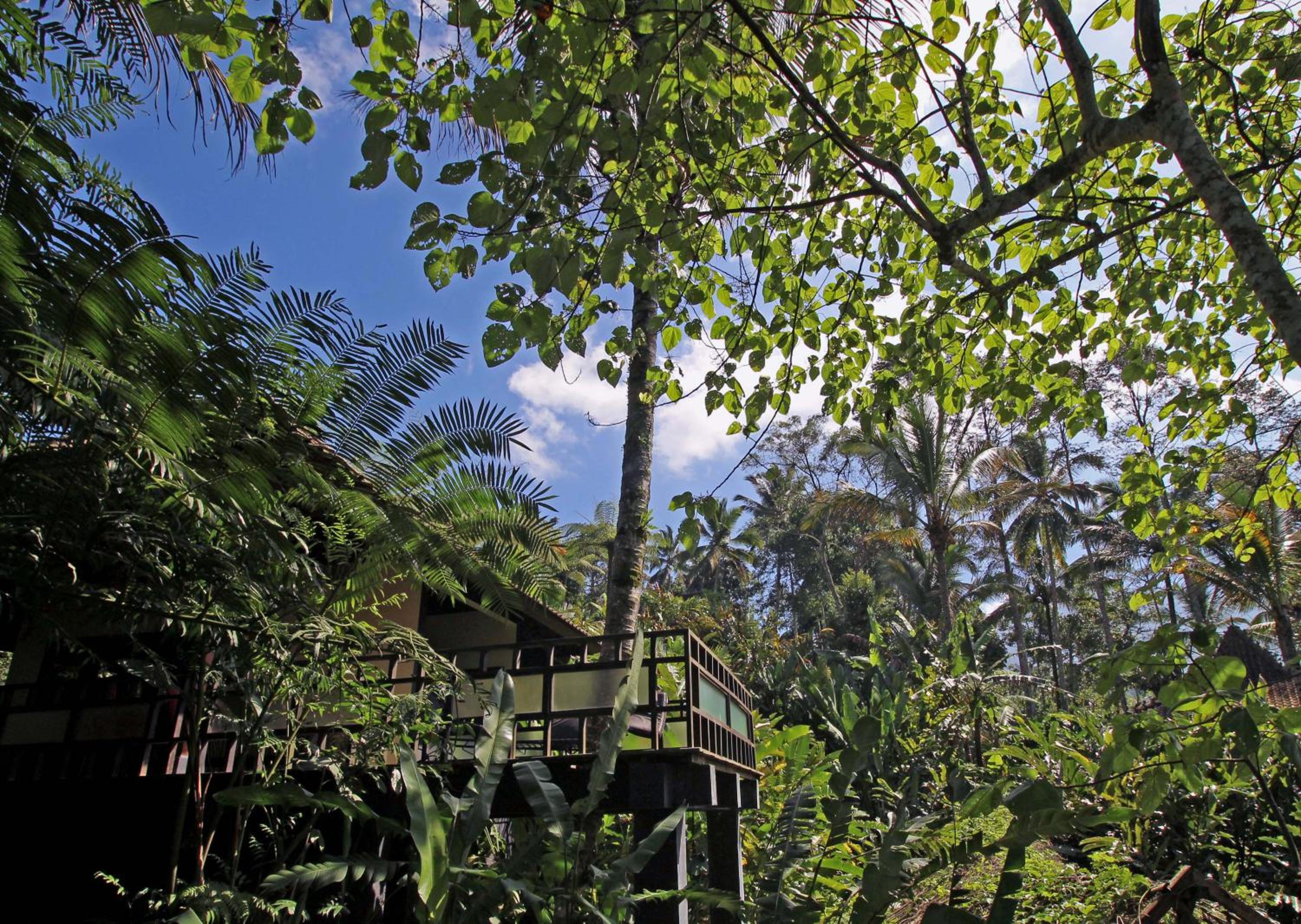 Alassari Plantation