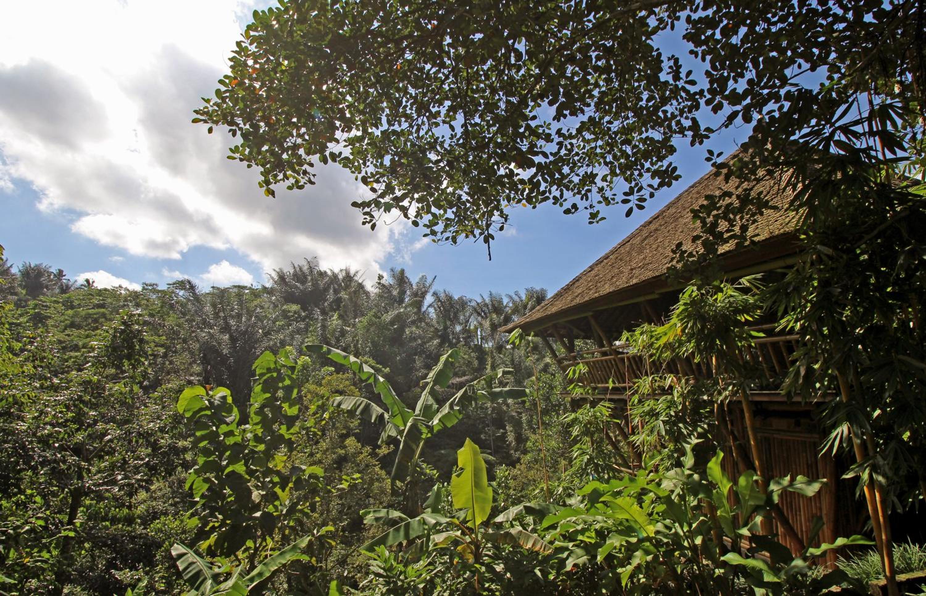 Alassari Plantation