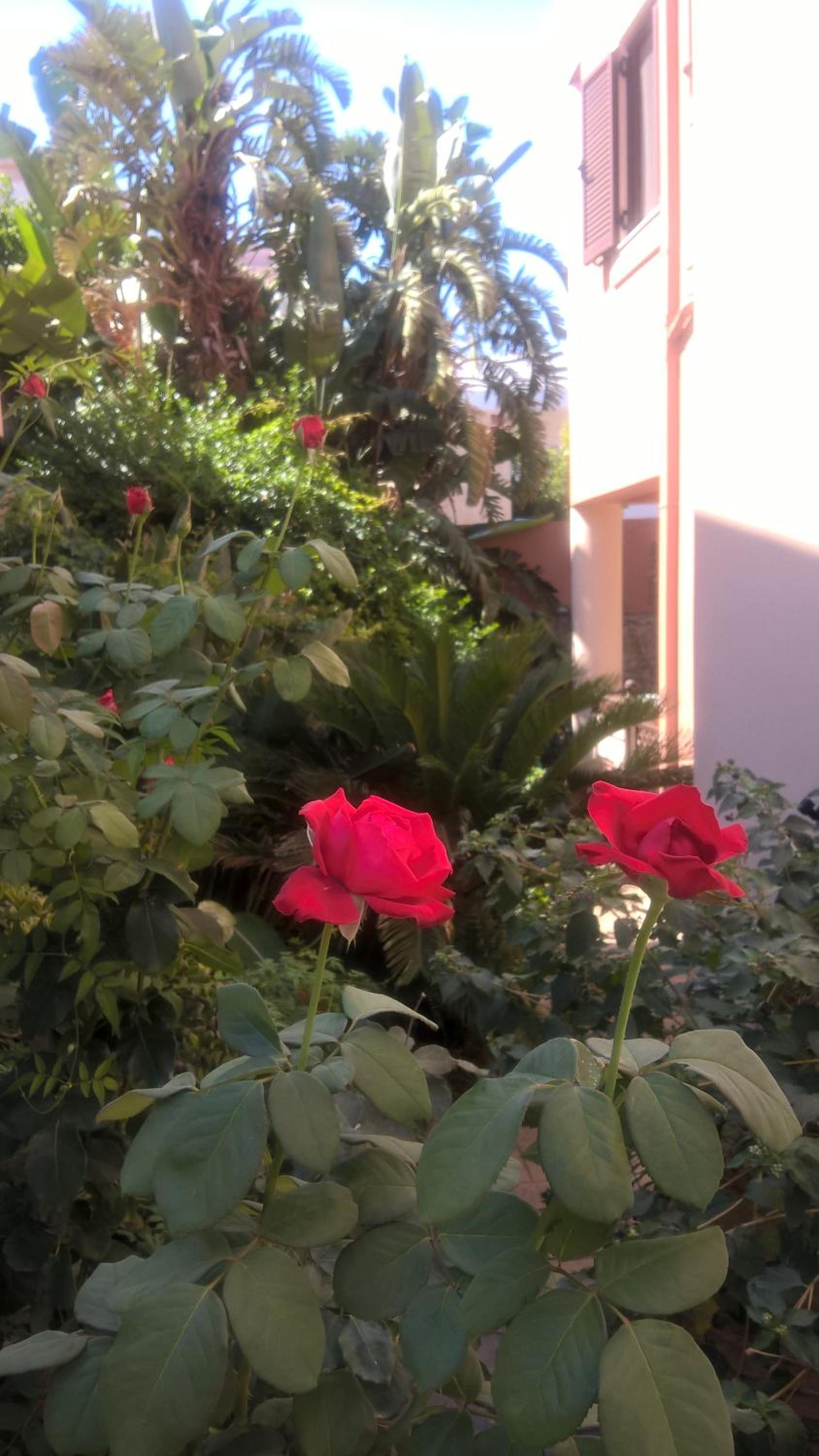 Rosmarino photo 3