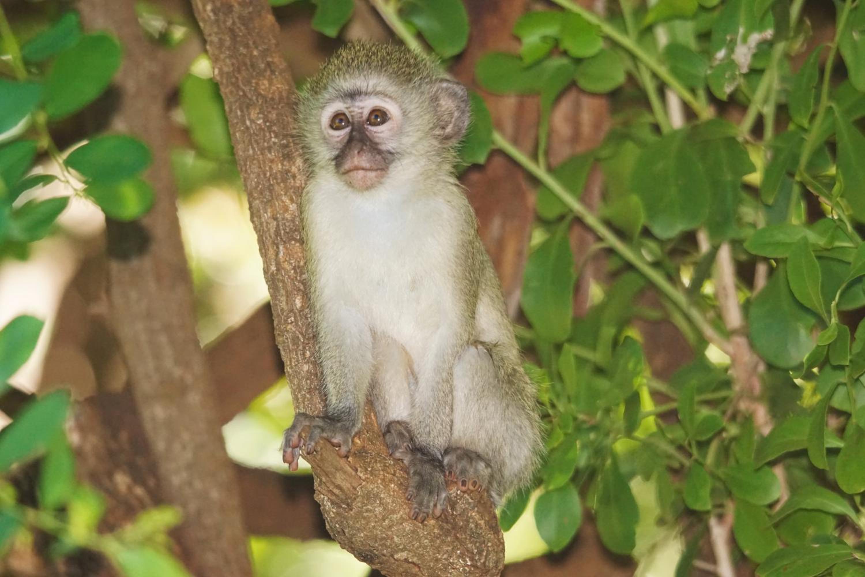 Bushbaby River Lodge