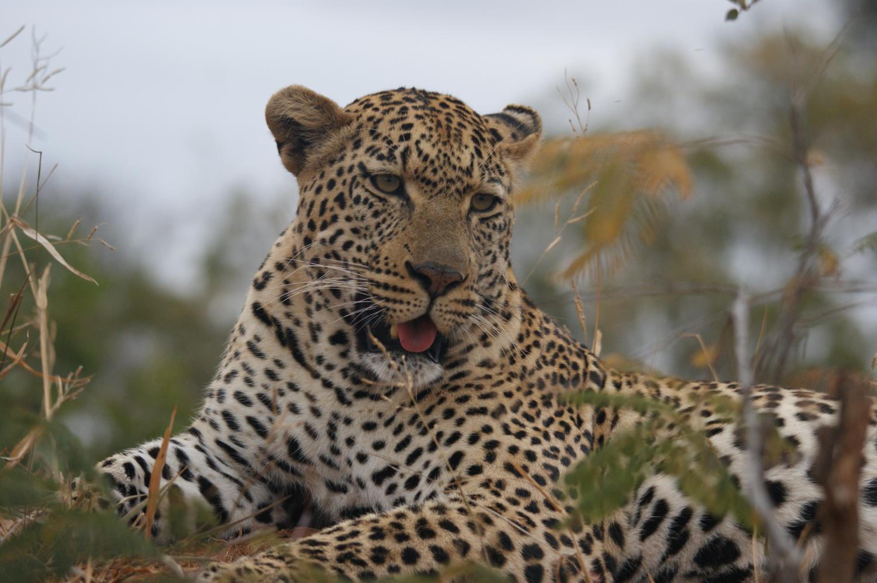 Bushbaby River Lodge