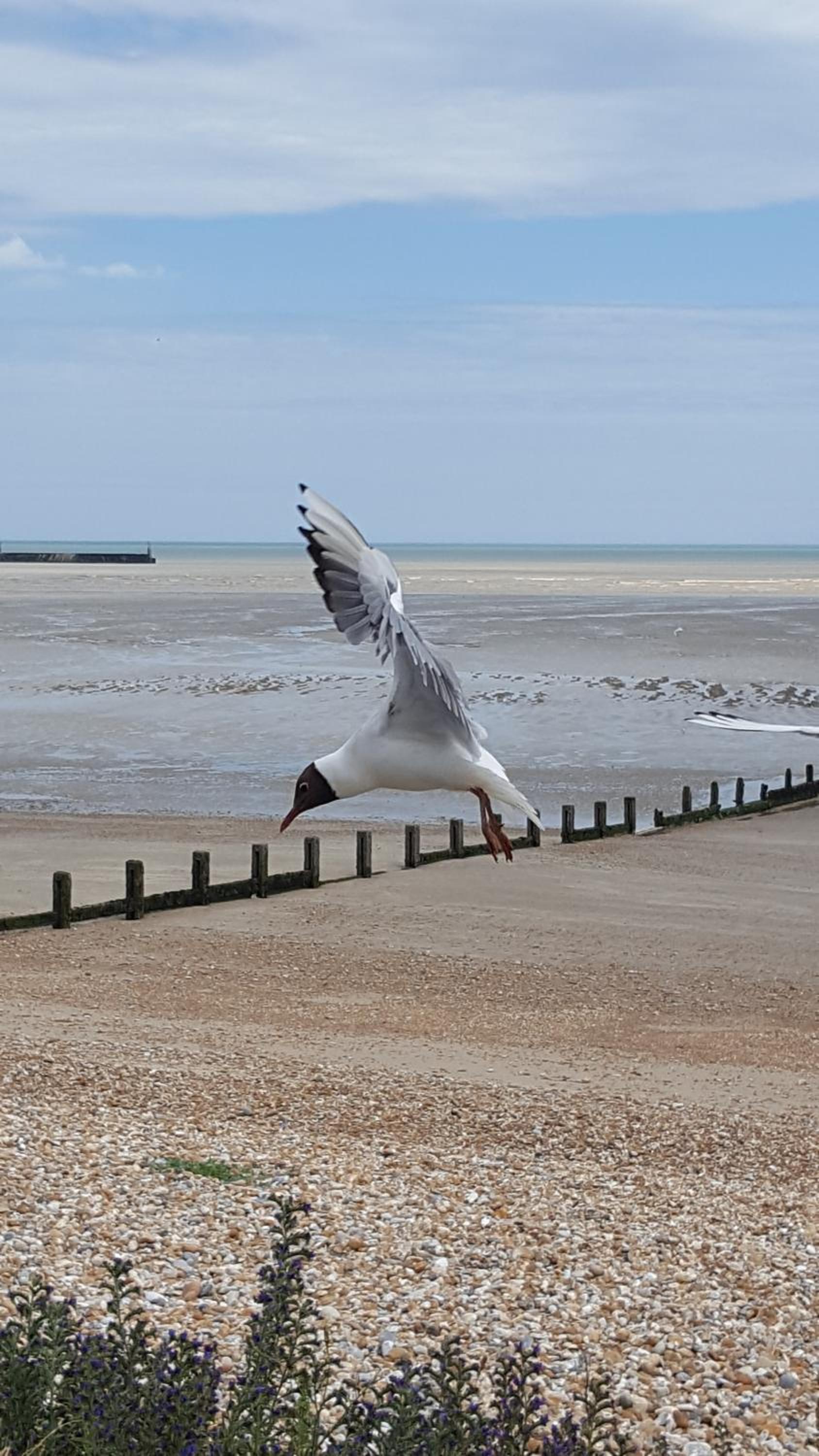 Seabreeze