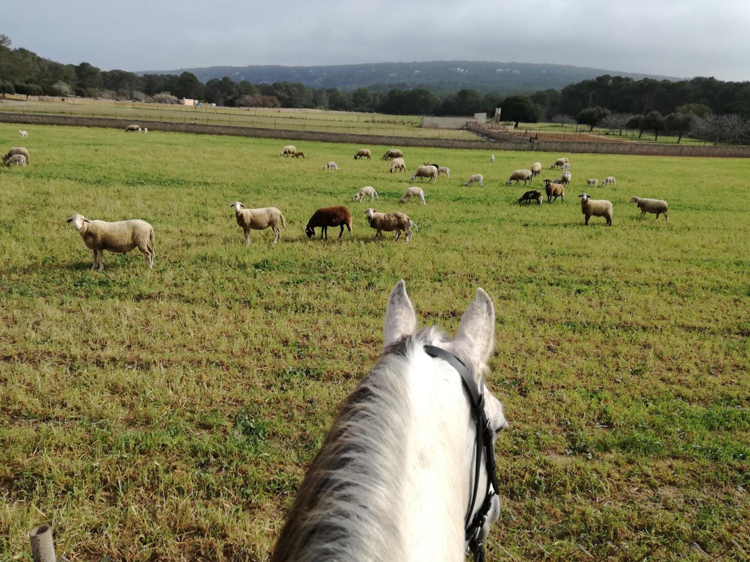 Es Pas Formentera Agroturismo