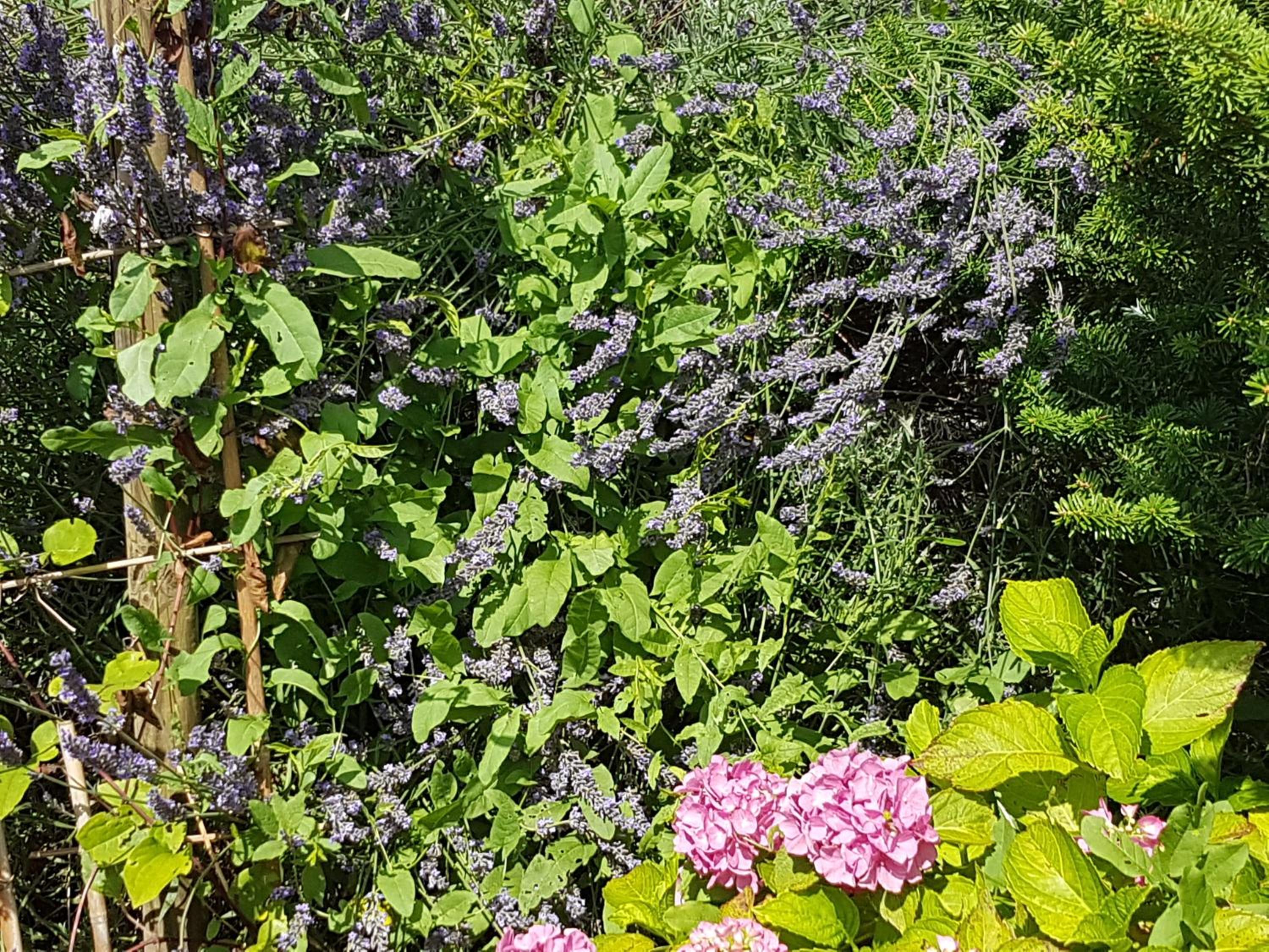 Photo 19