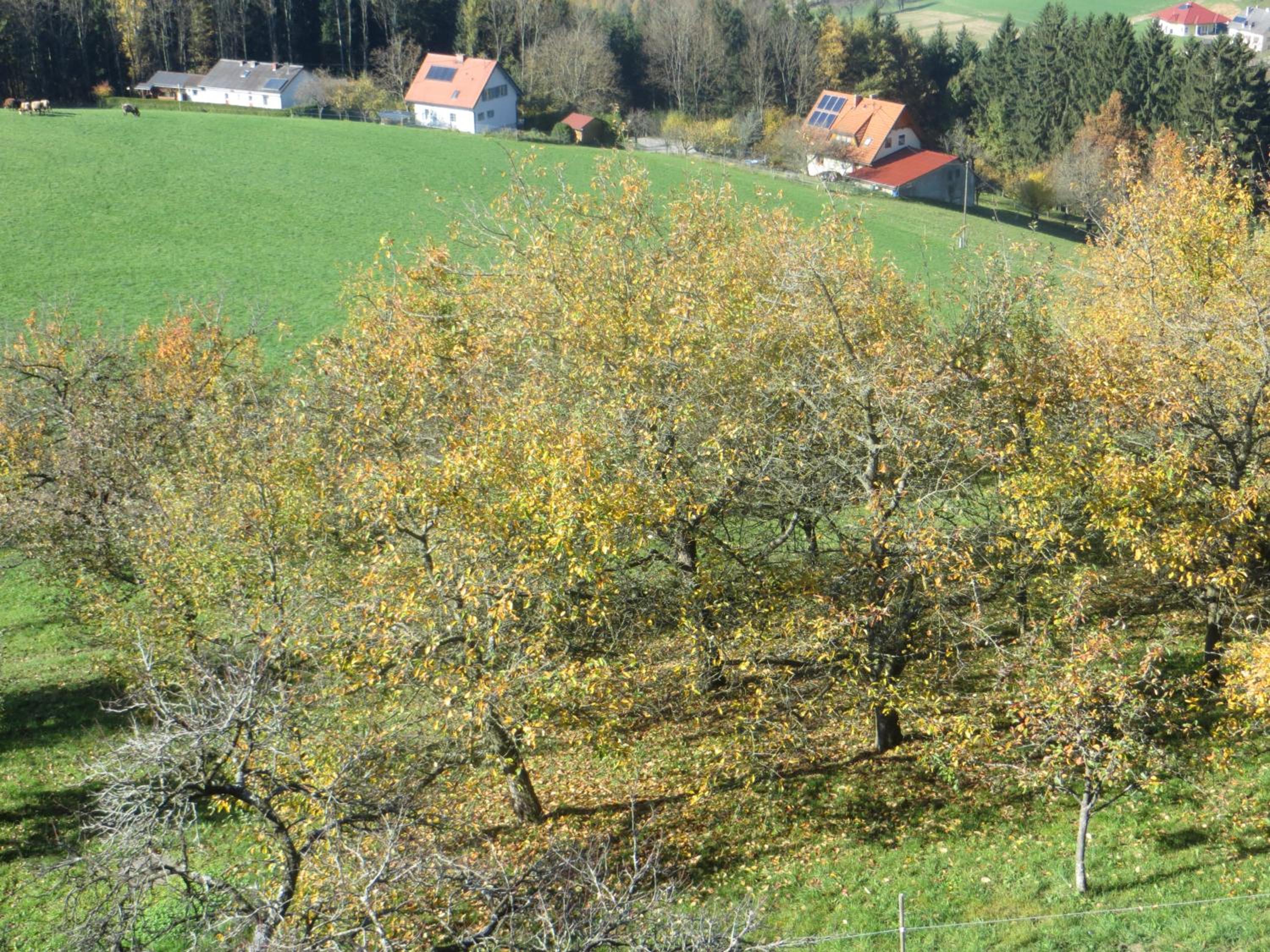 Photo 32