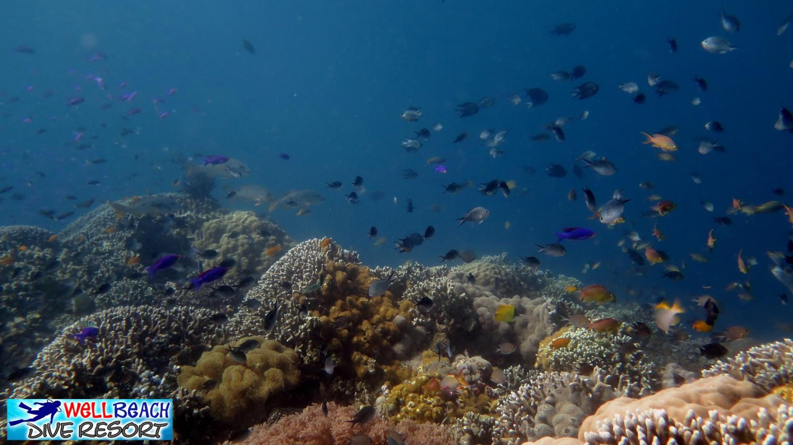 Wellbeach Dive Resort