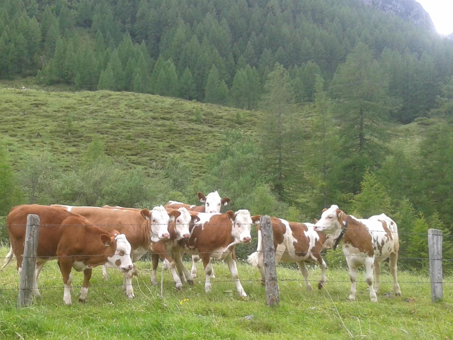 Bauernhof Unterbichl