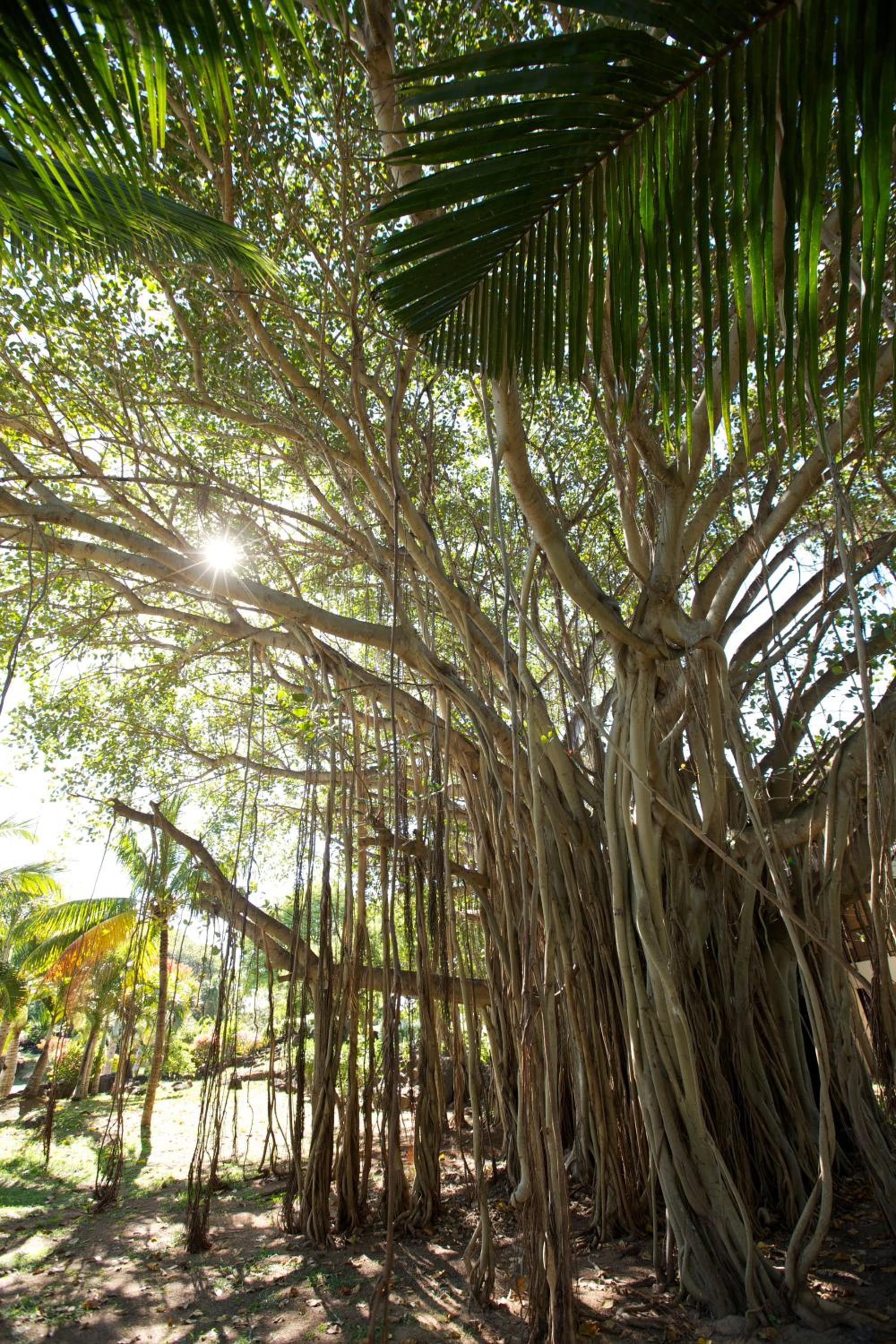 LUX* Grand Gaube Resort & Villas, photo 66