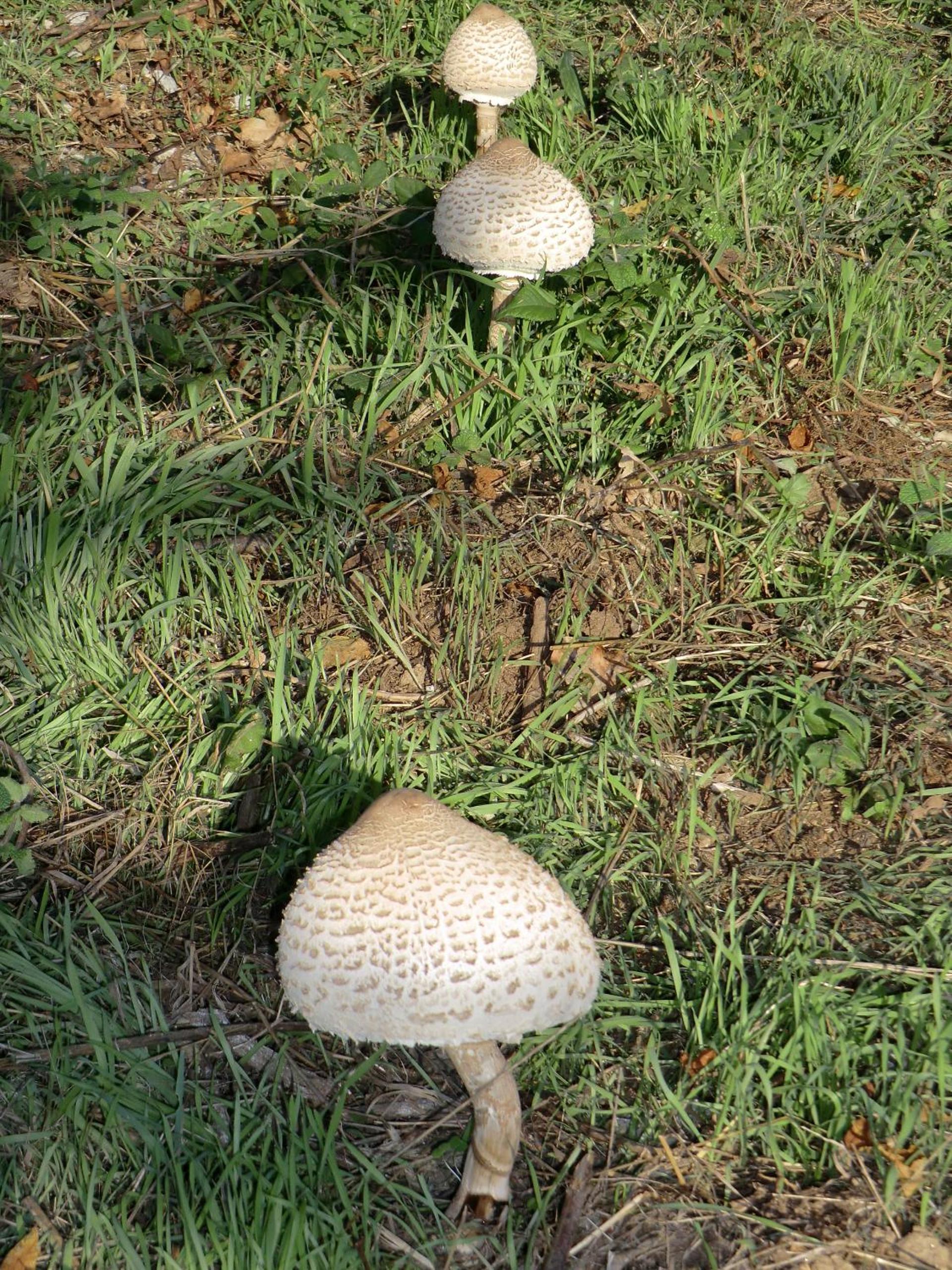 Photo 43