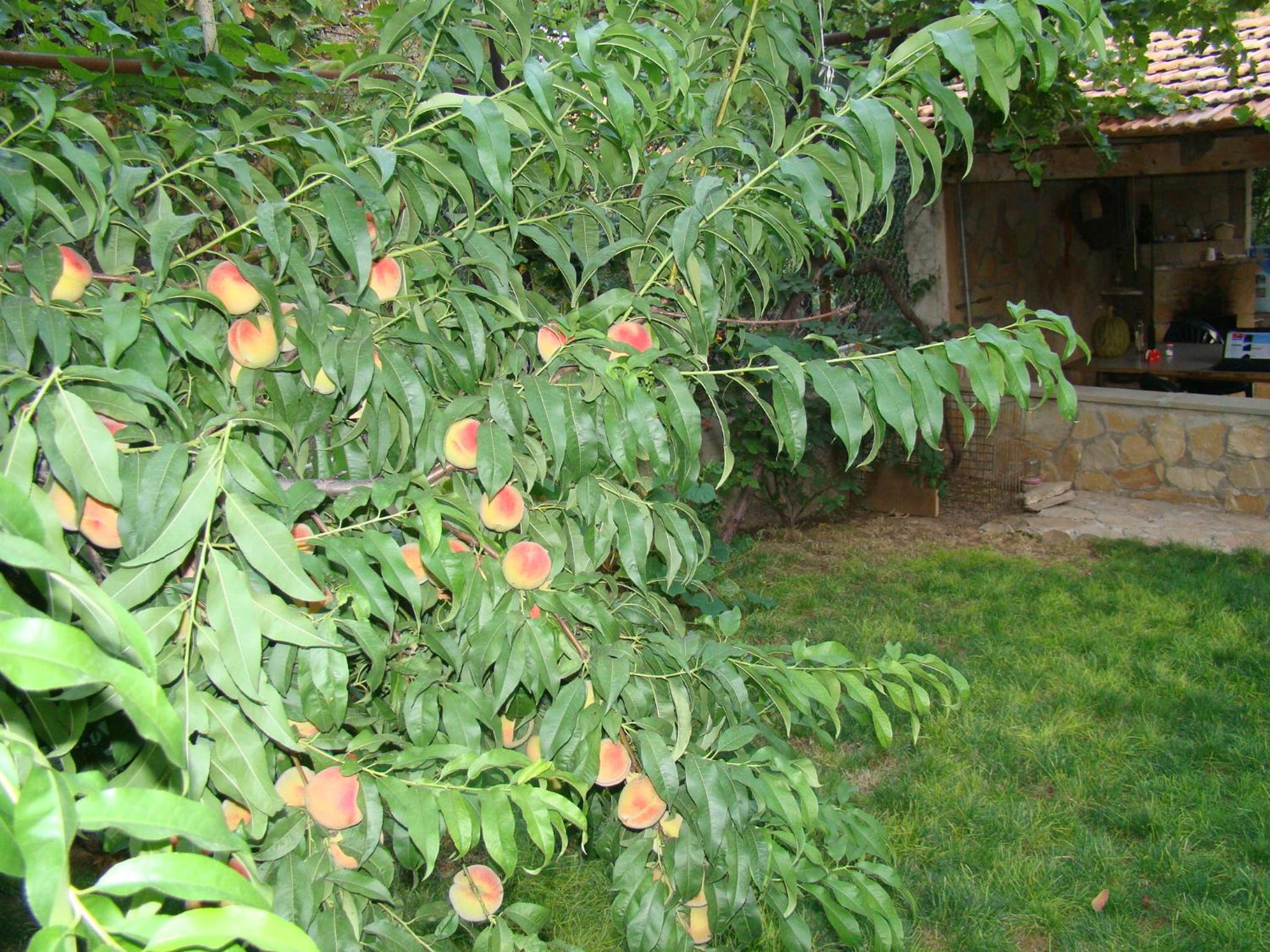 Photo 48