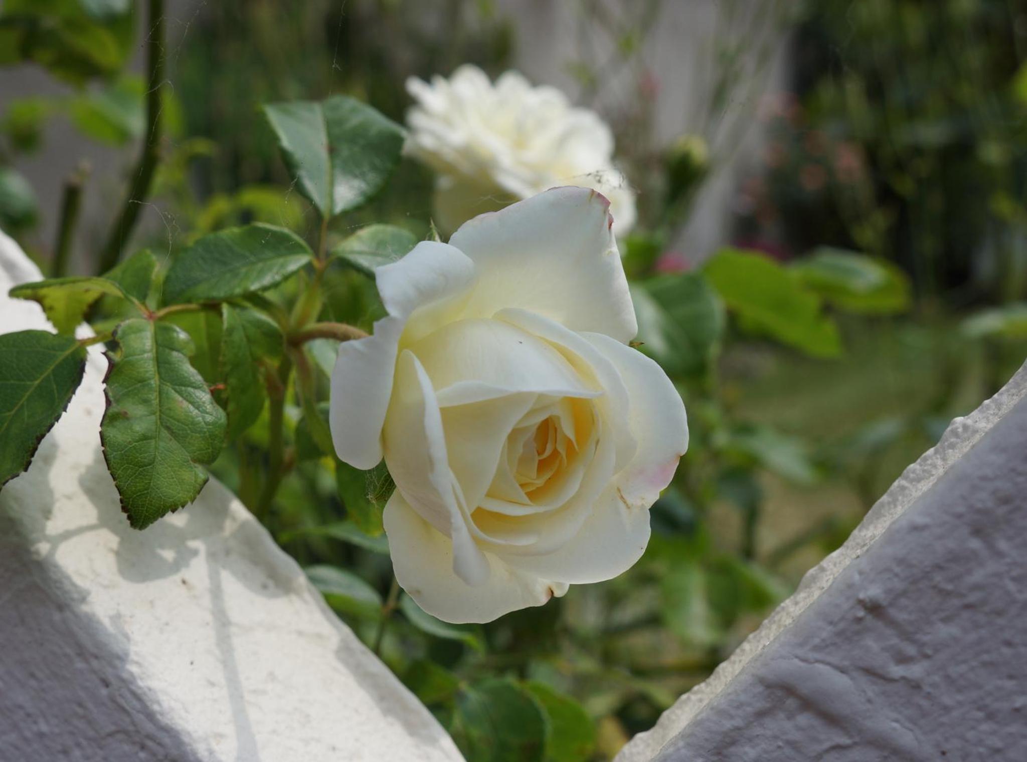 Photo 27
