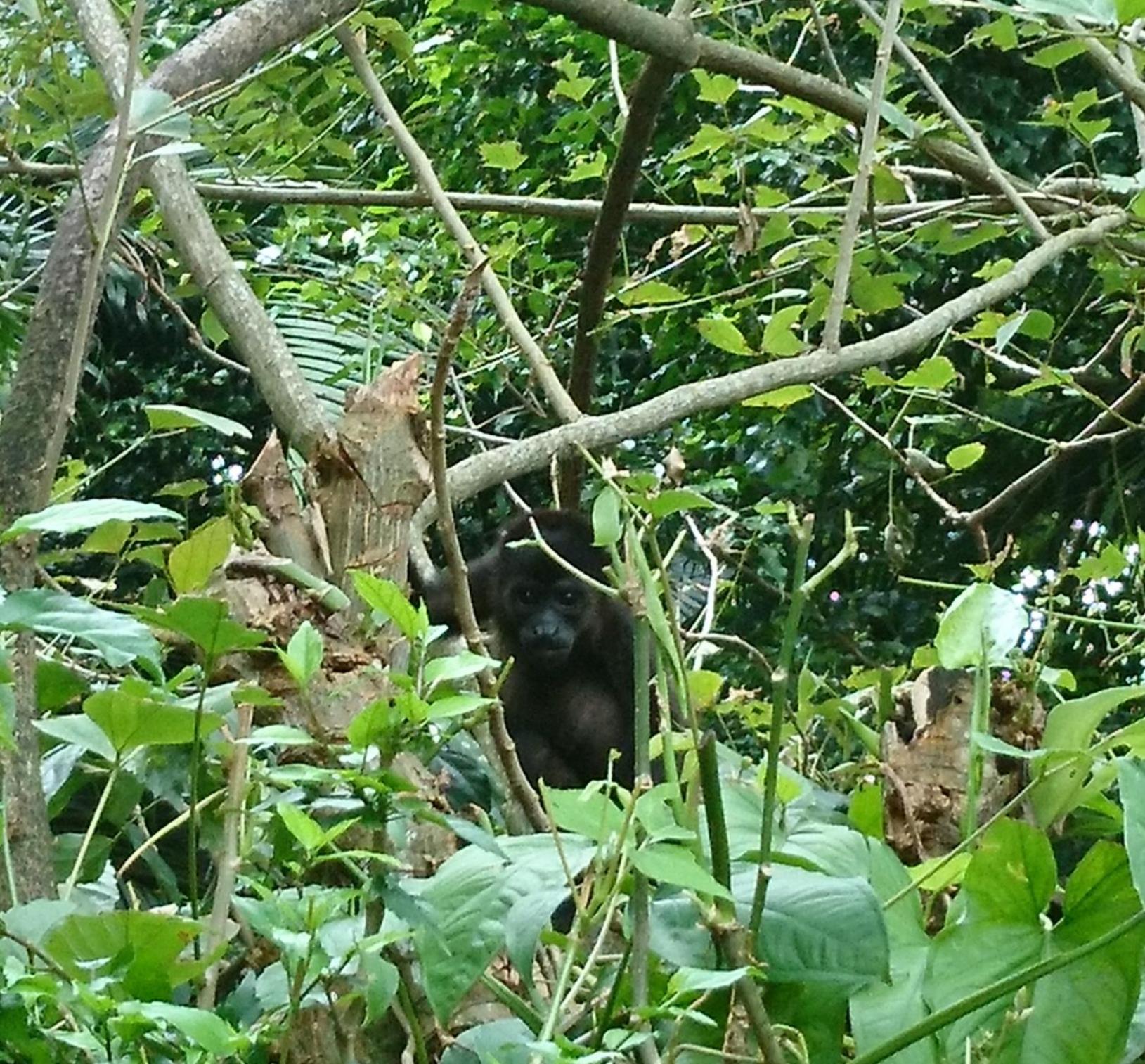 Casa Verde, Cahuita