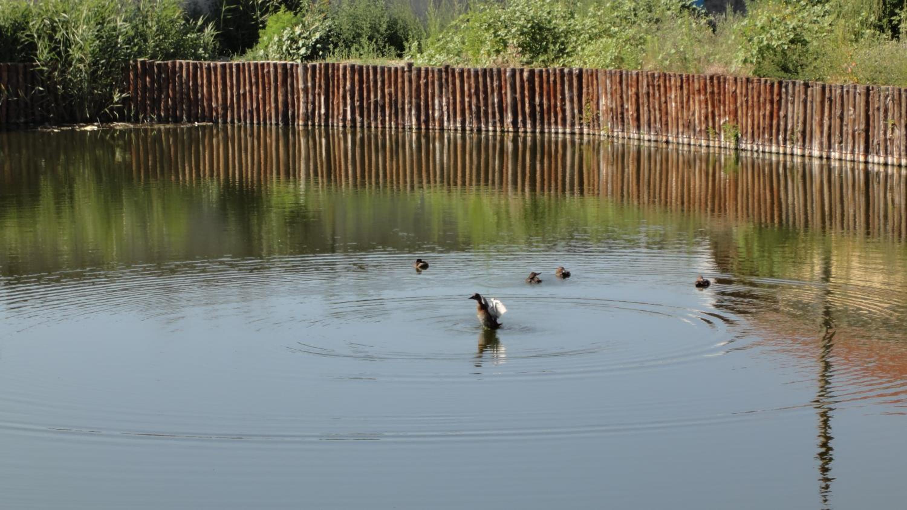 Photo 44