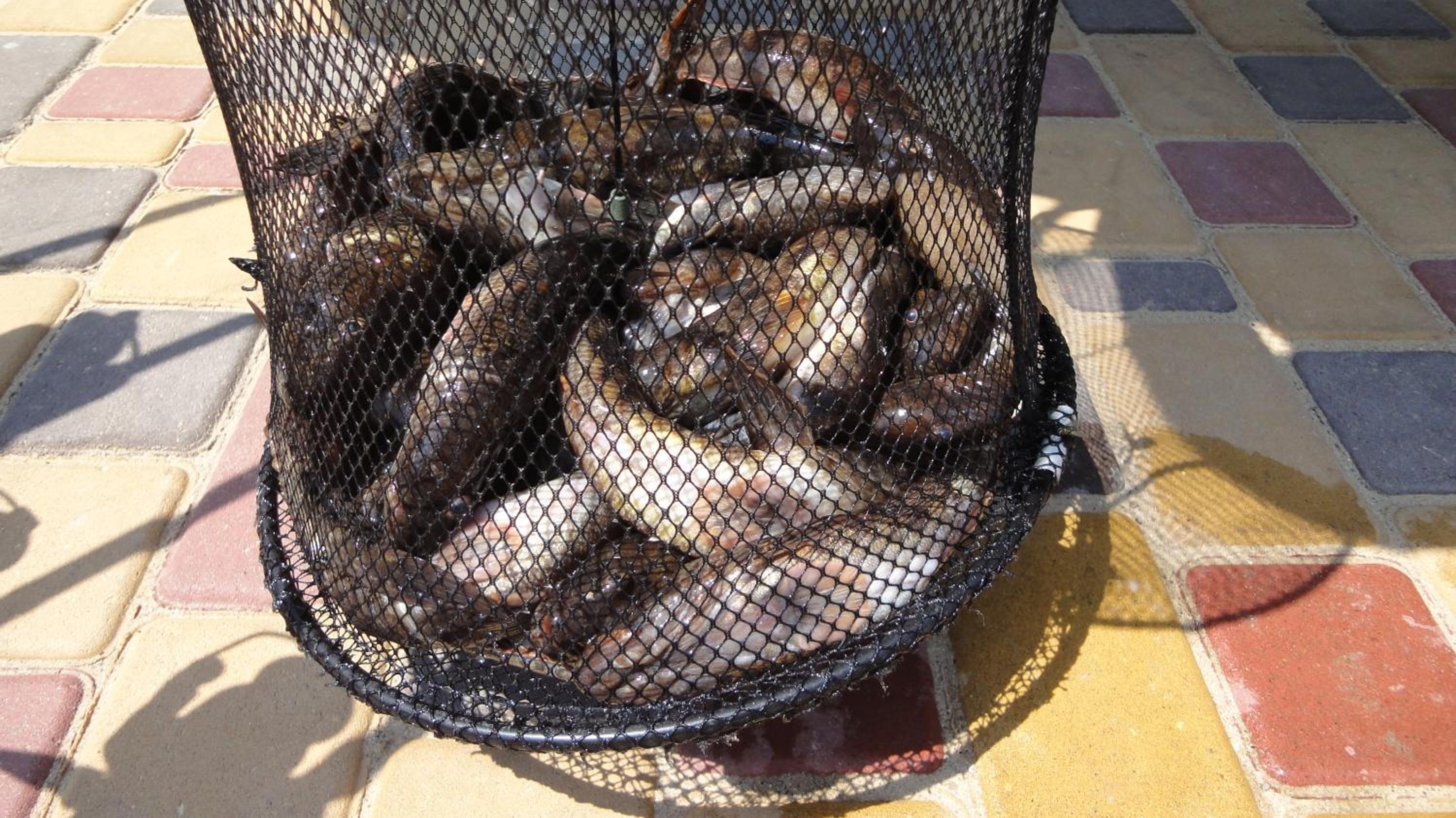 Photo 42