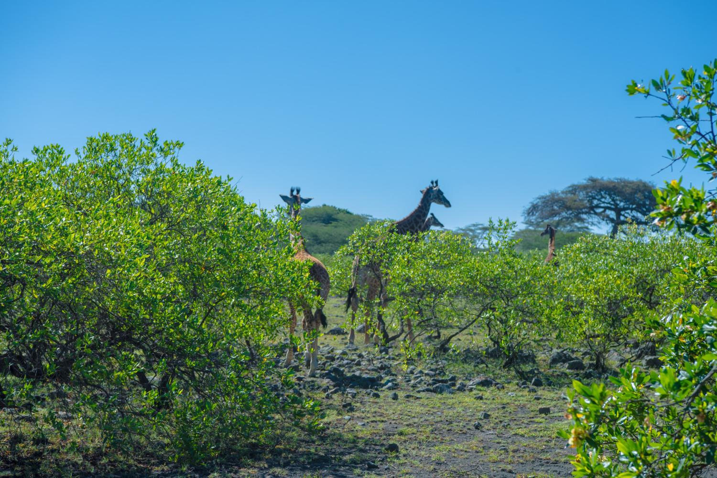 Hillside Retreat – Africa Amini Life