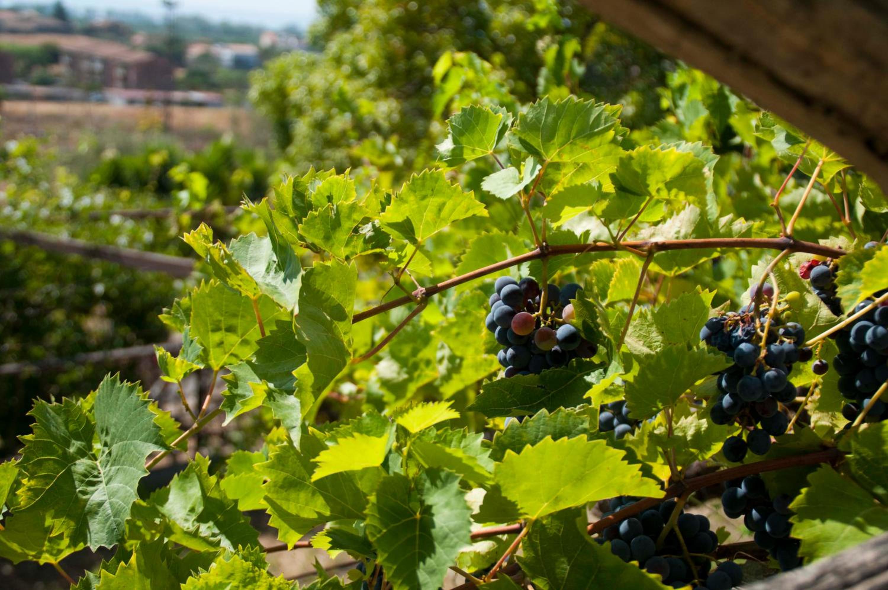 Antico Borgo Etneo Country Hotel