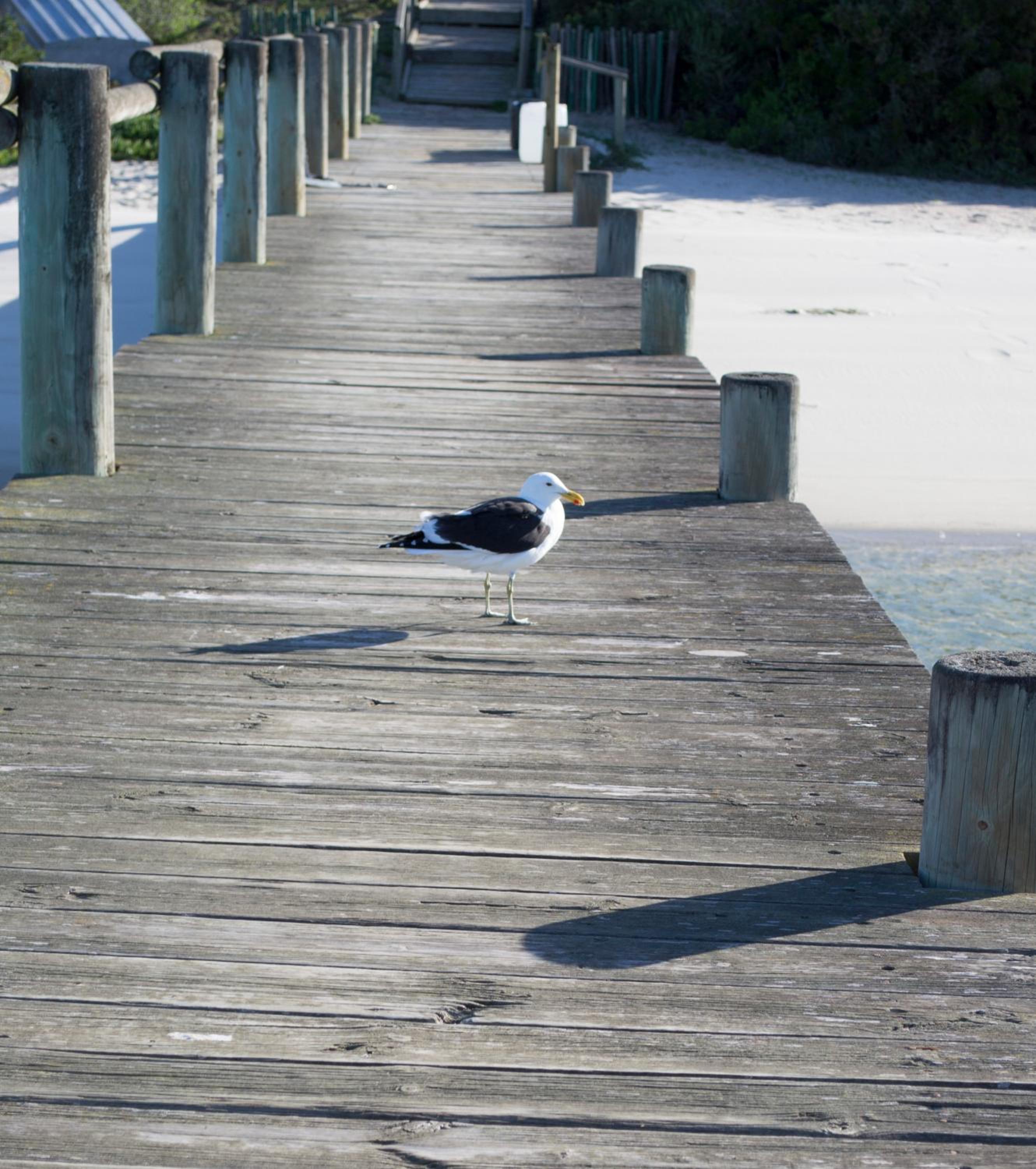 Photo 42