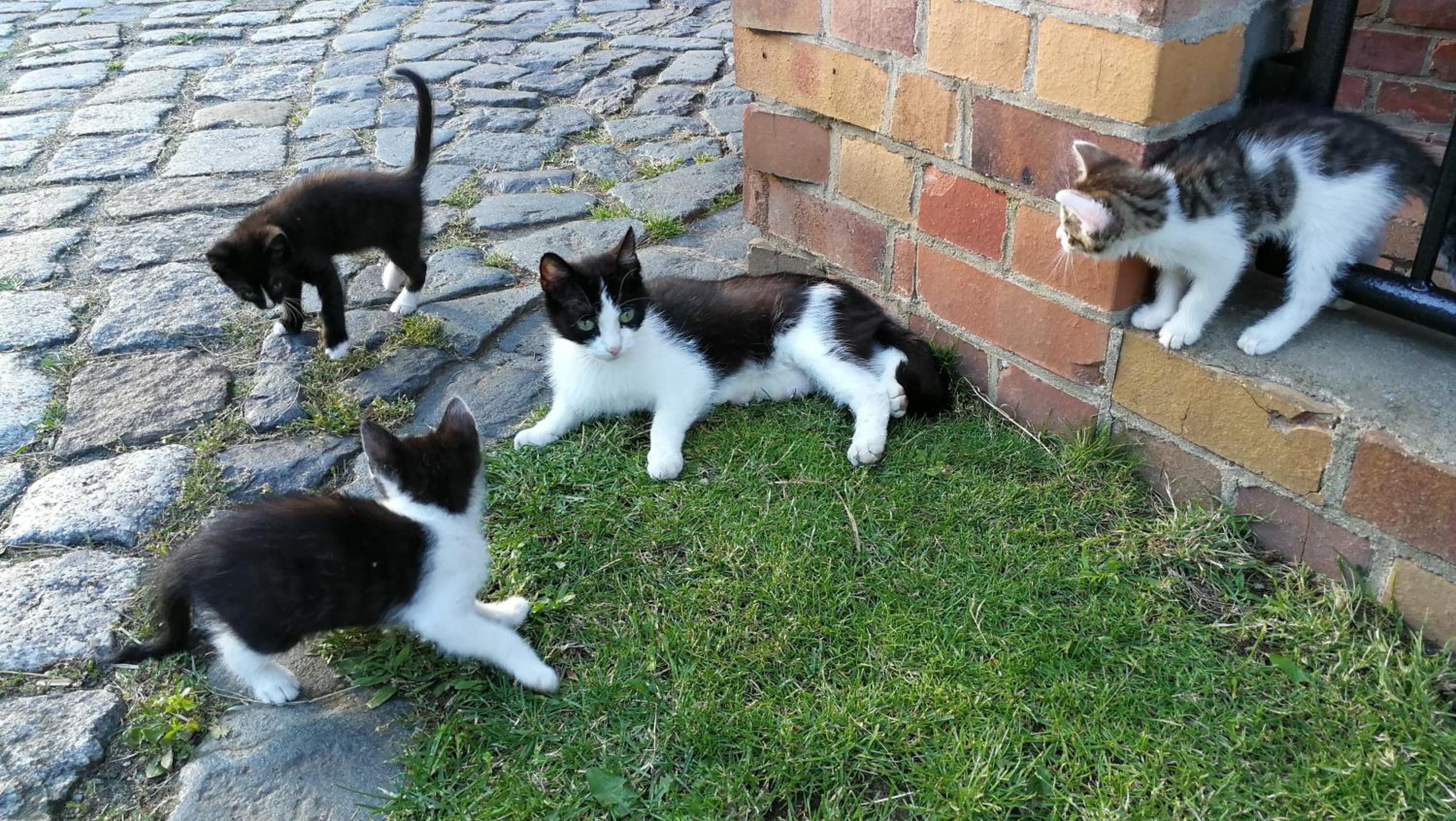 Photo 52