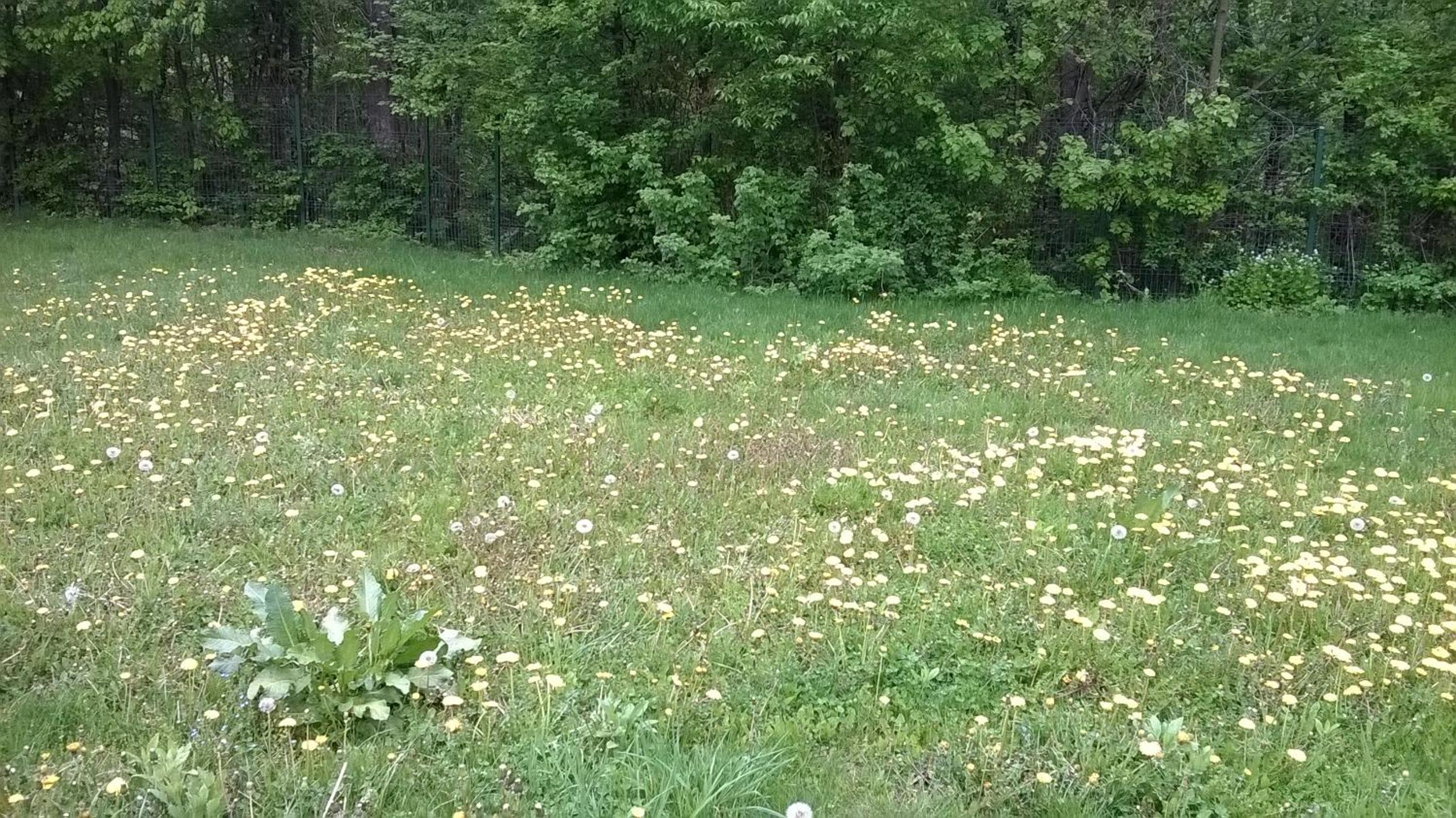 Lycorn