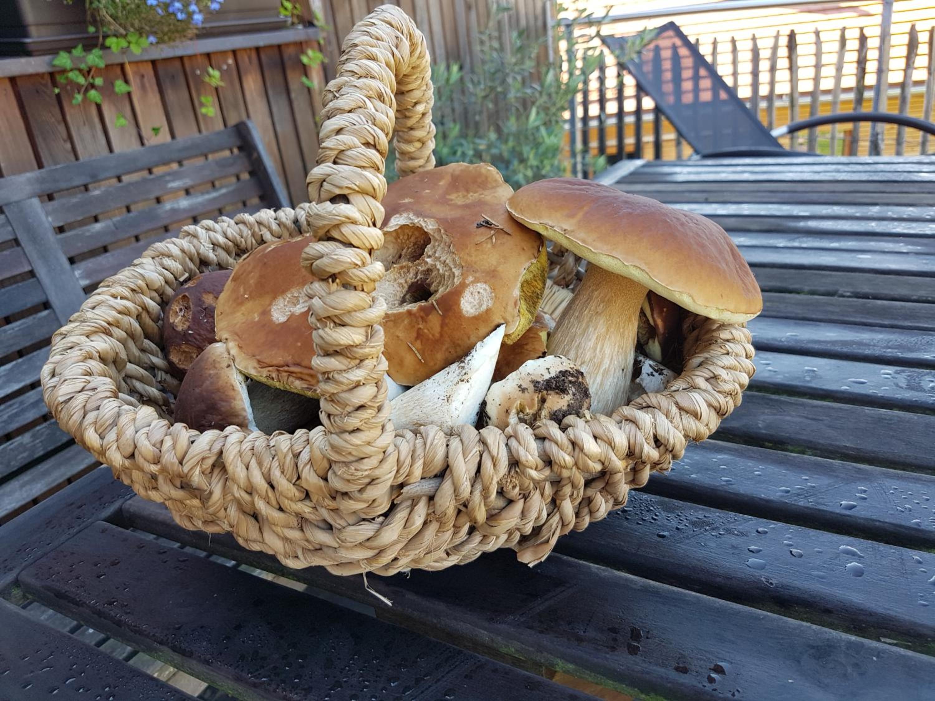 Holzmichel