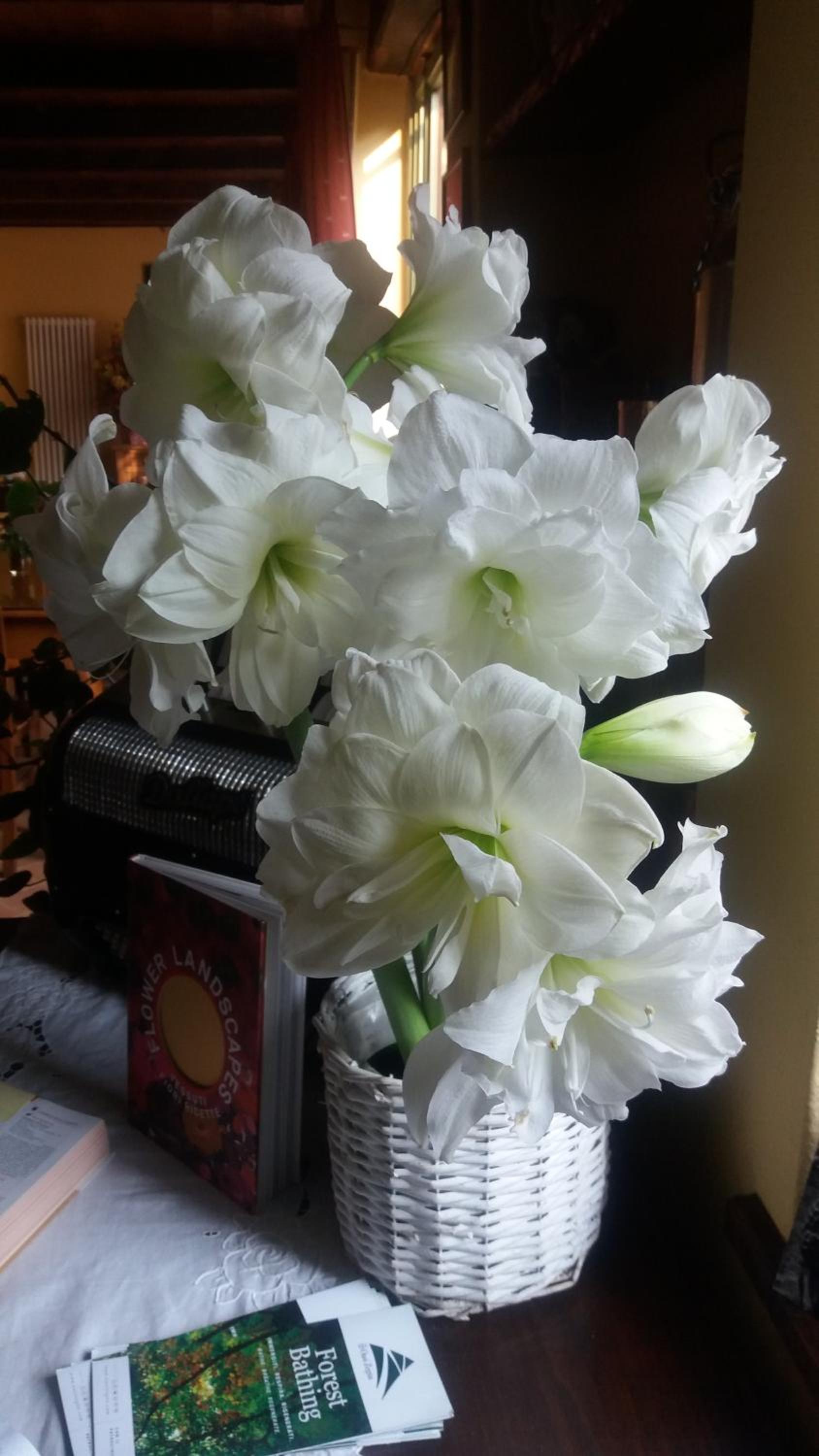 Photo 25