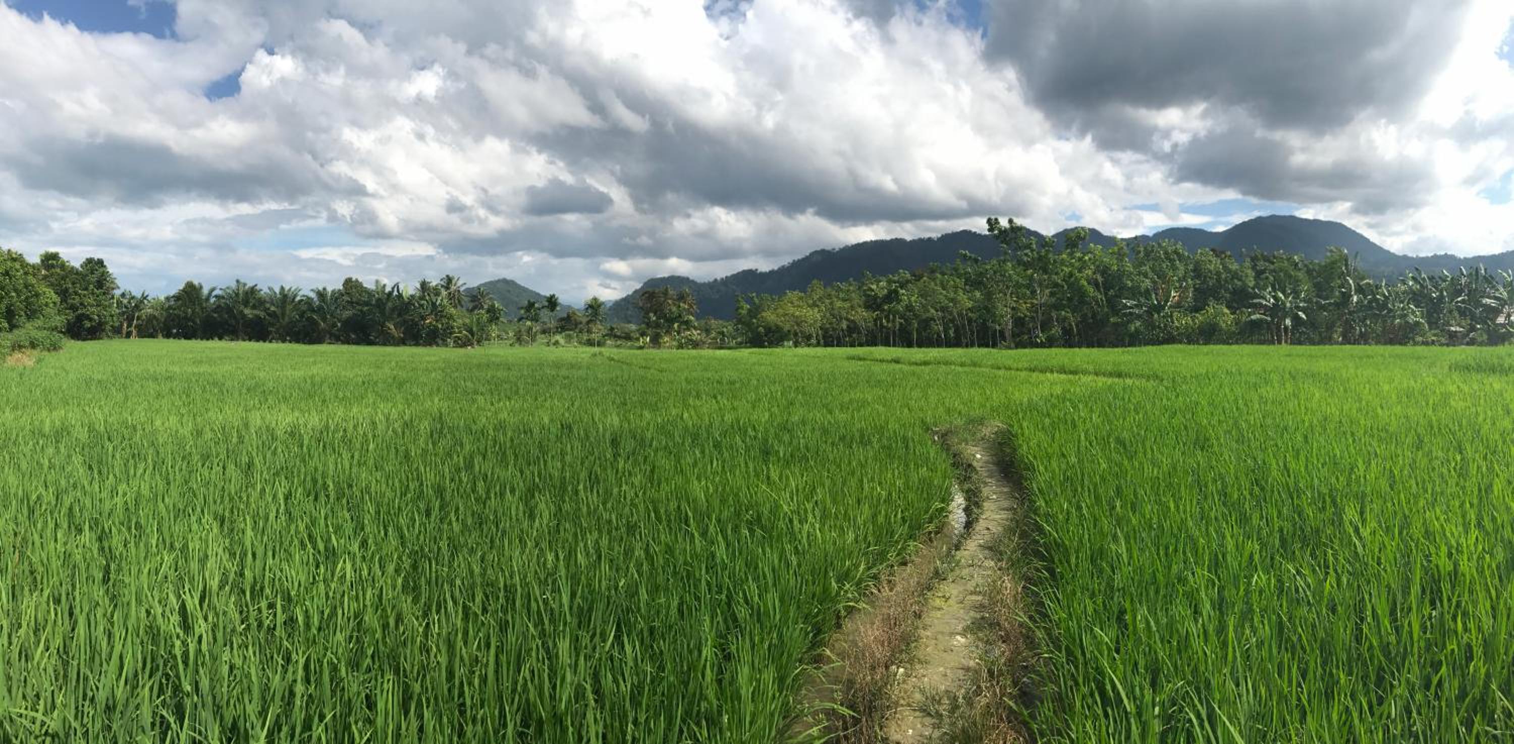 Villa Paradise - Bukit Lawang