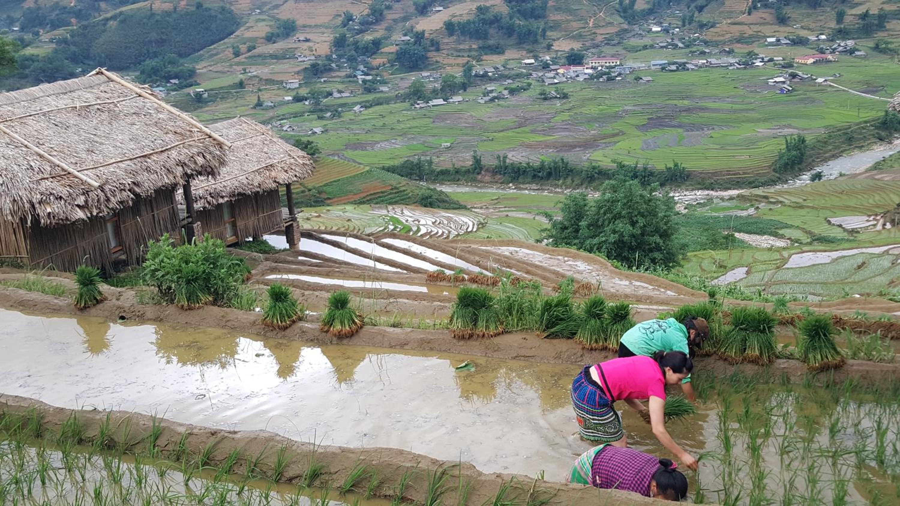 Eco Palms House - Sapa Retreat