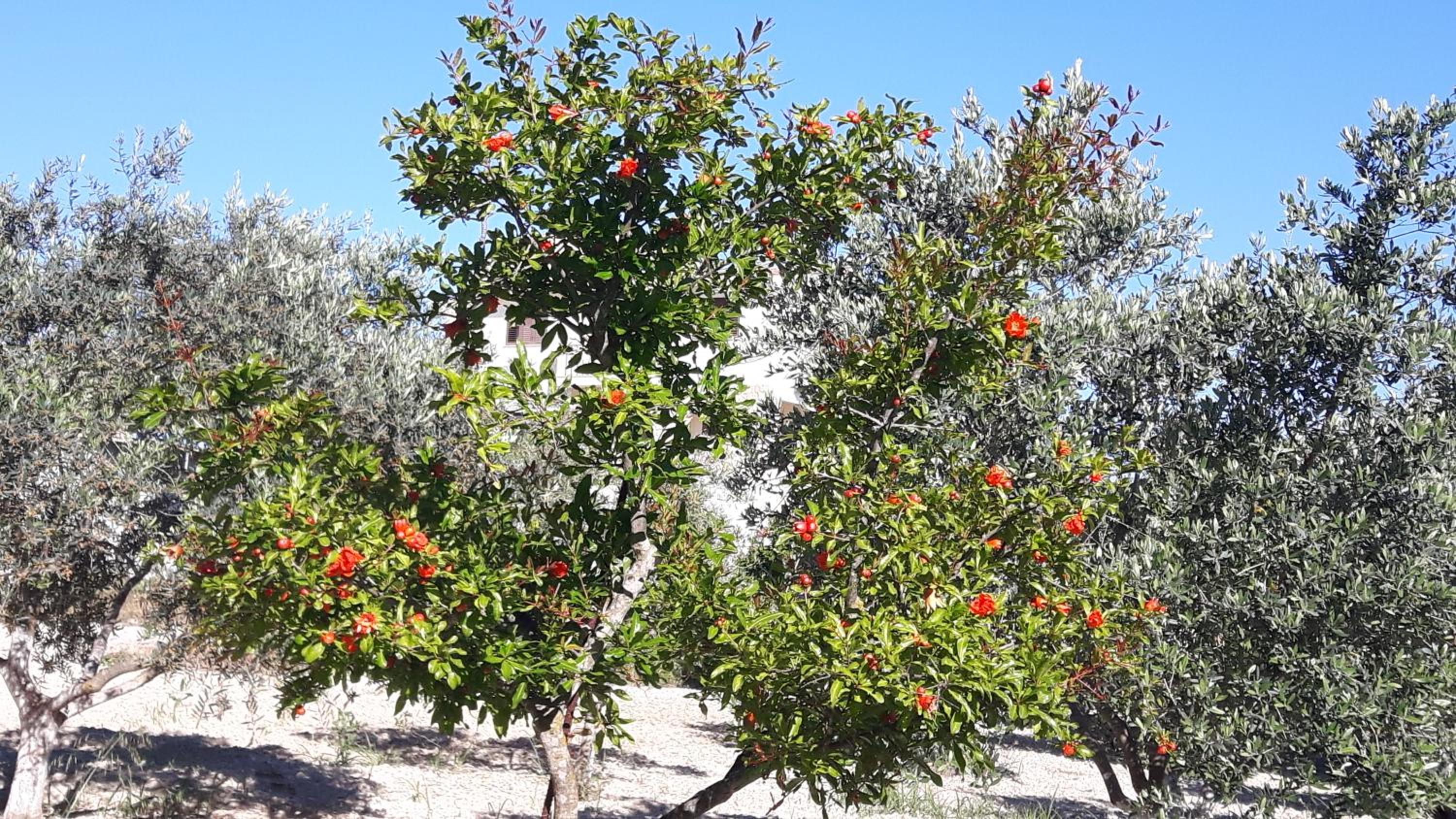 Agrepavli Lapithia