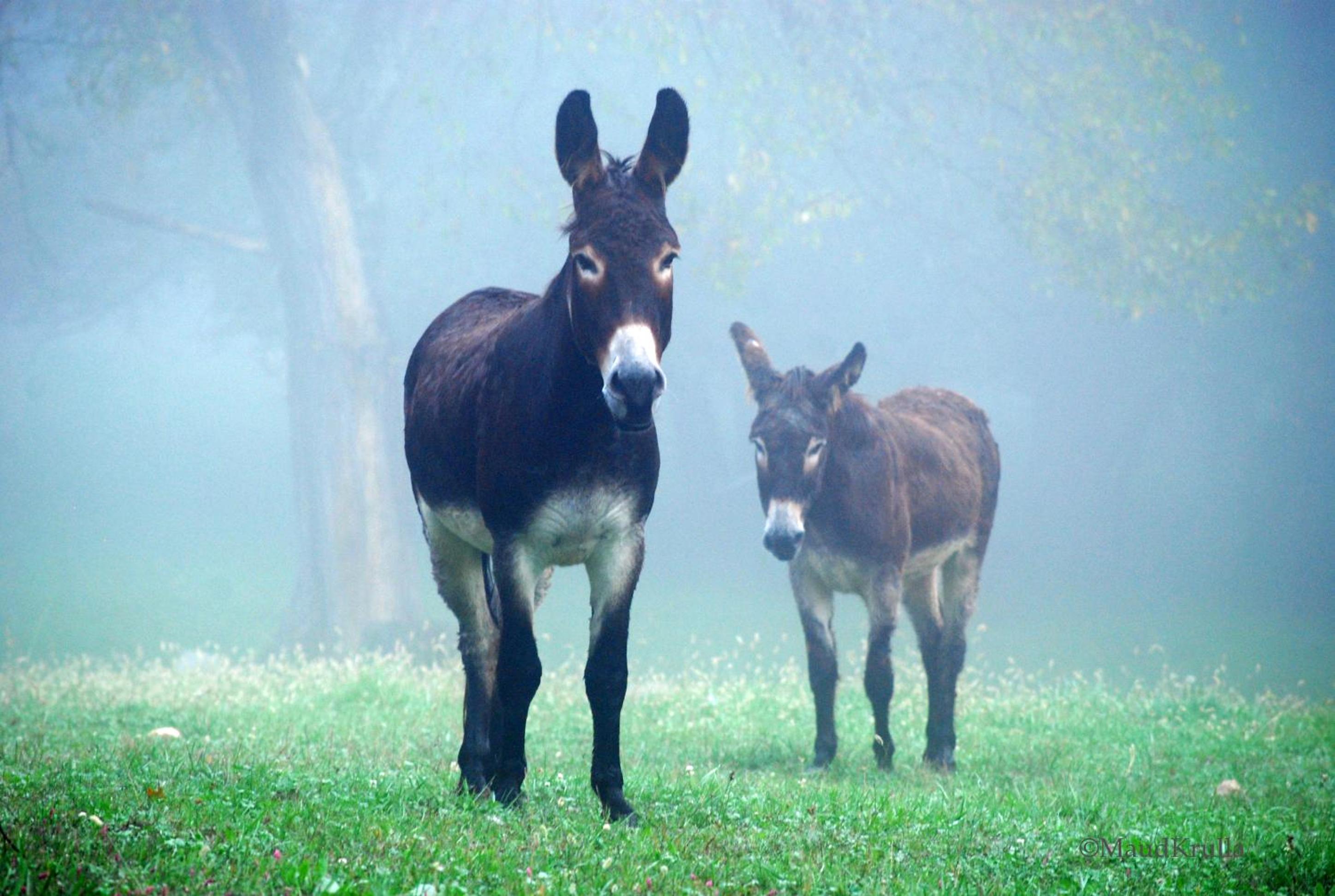 Villa Maud - Property Image 23