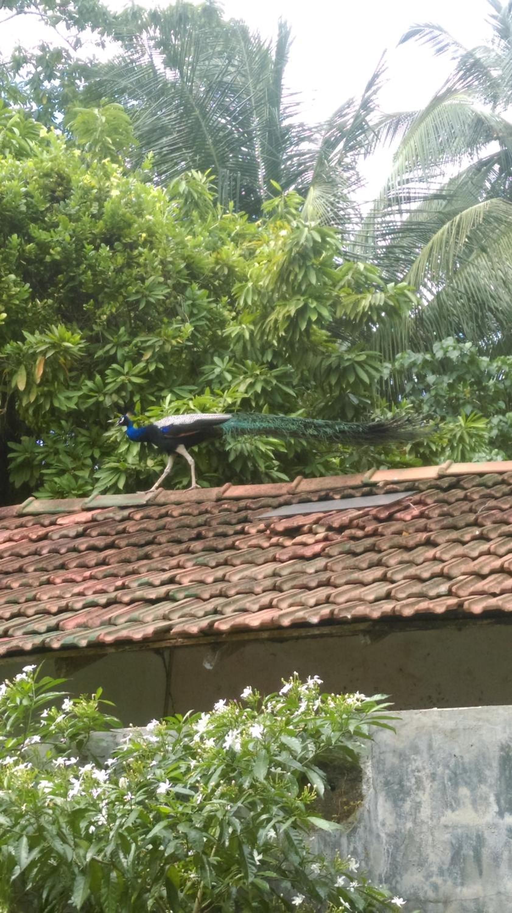 Aluthgedara Guest House