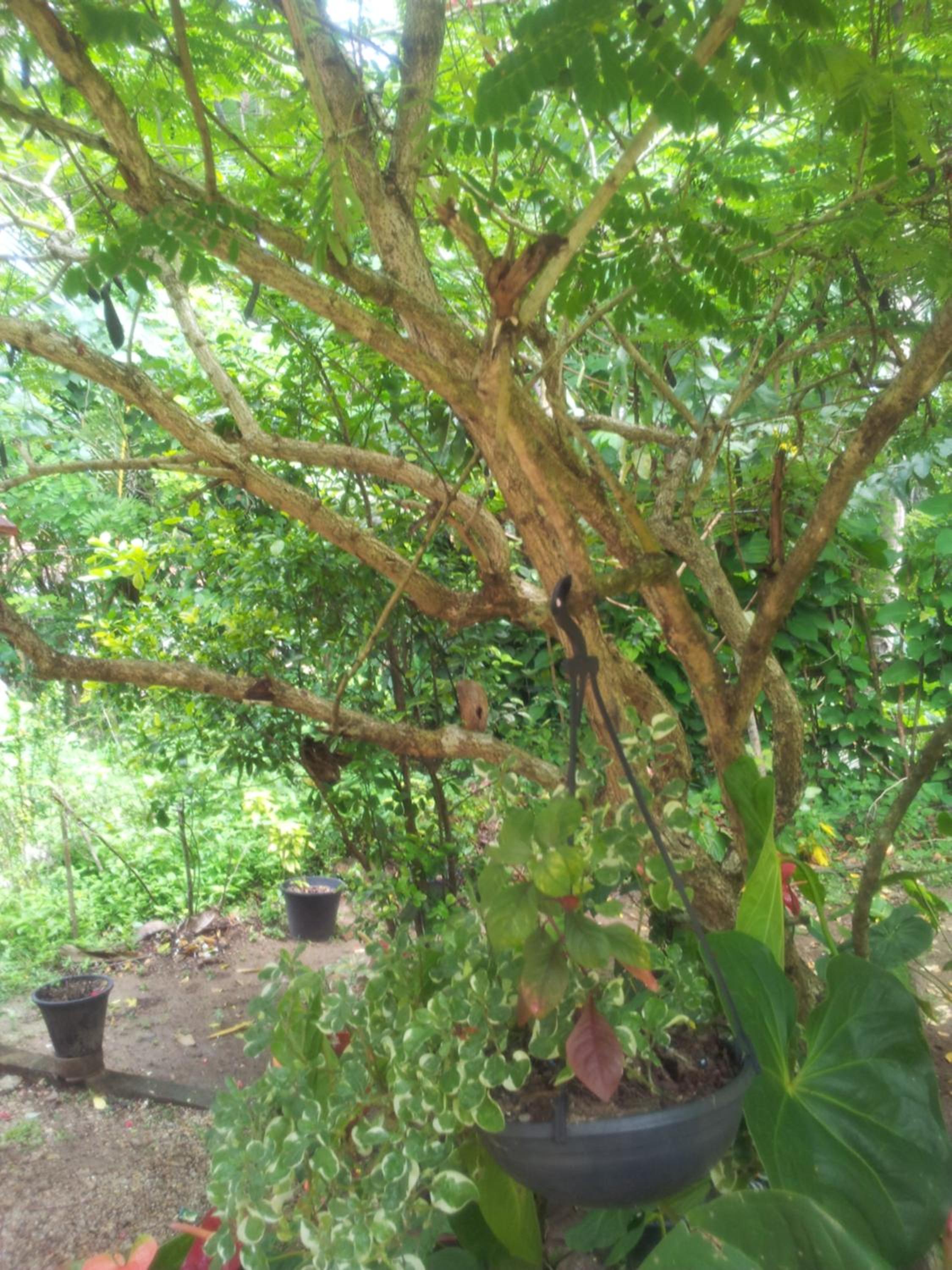 Photo 43