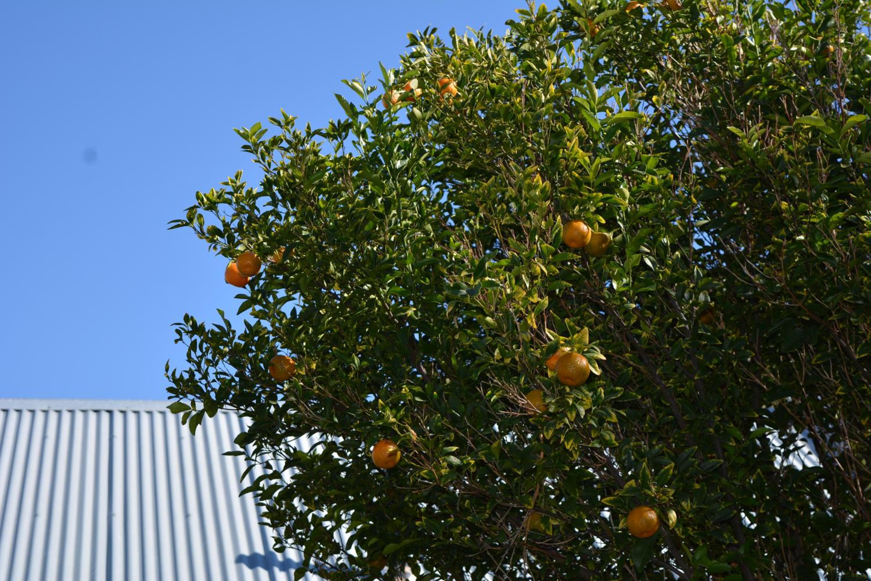 Gecko Cottages, photo 10