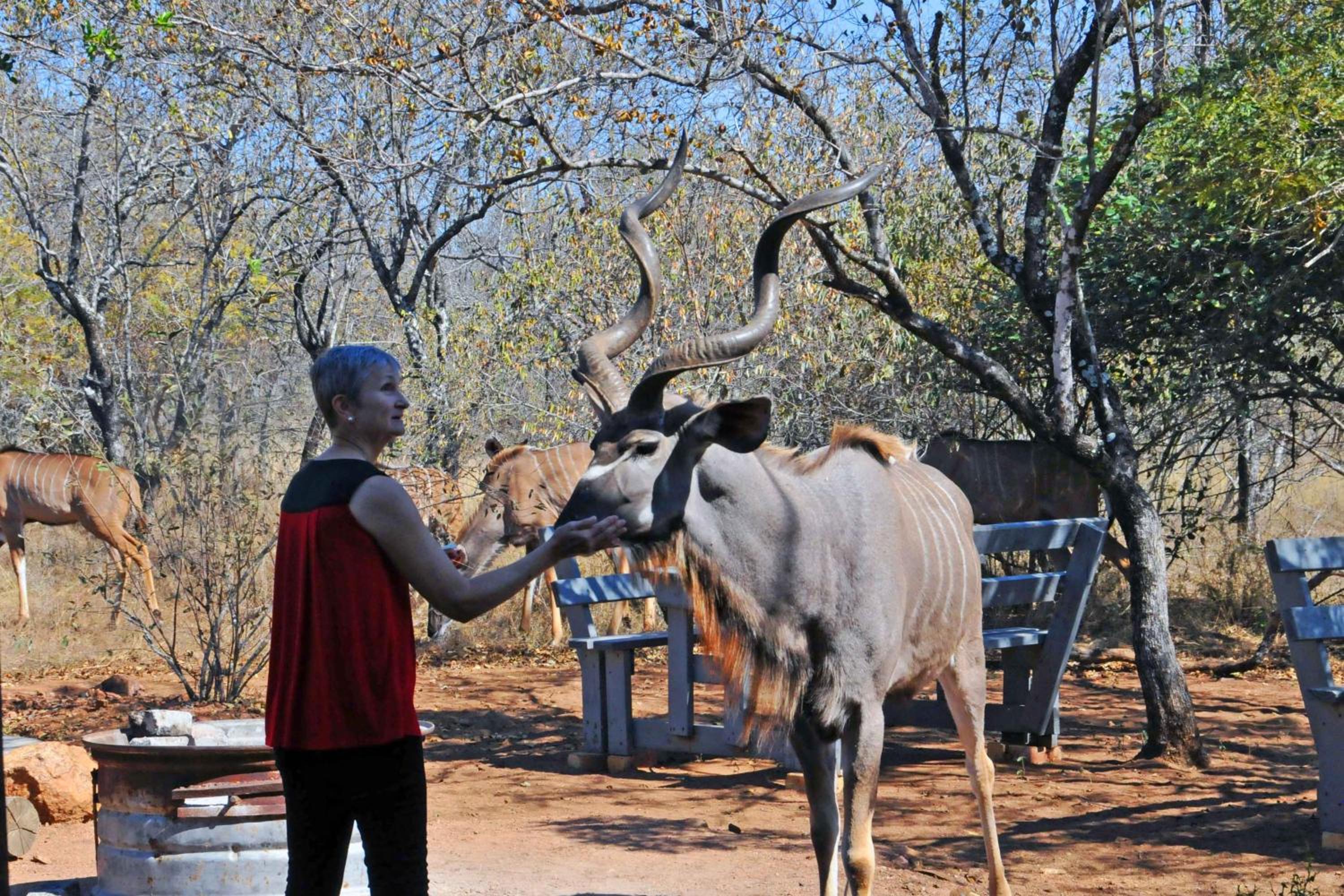 Imbube Safari Lodge