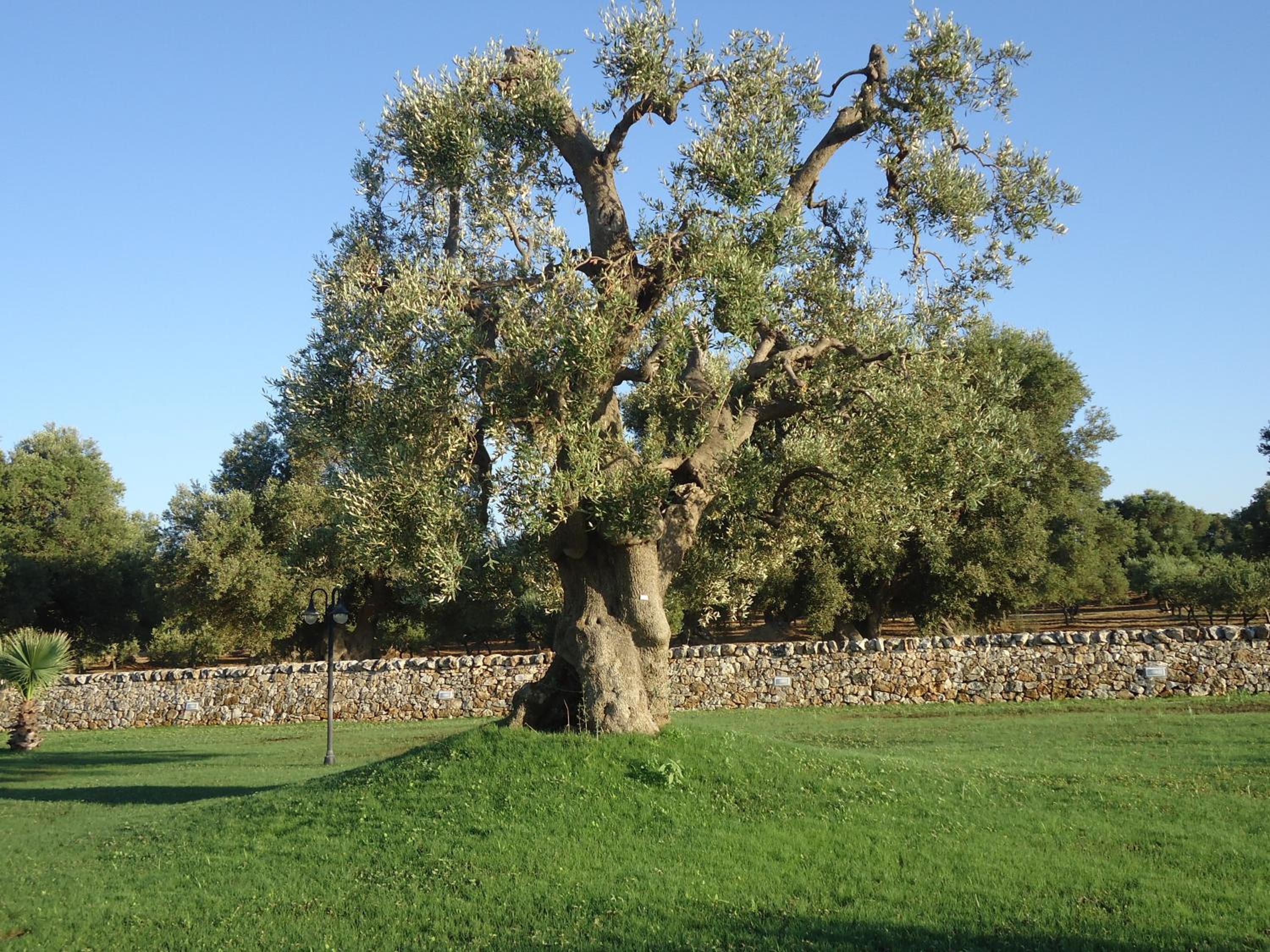 Masseria Valente