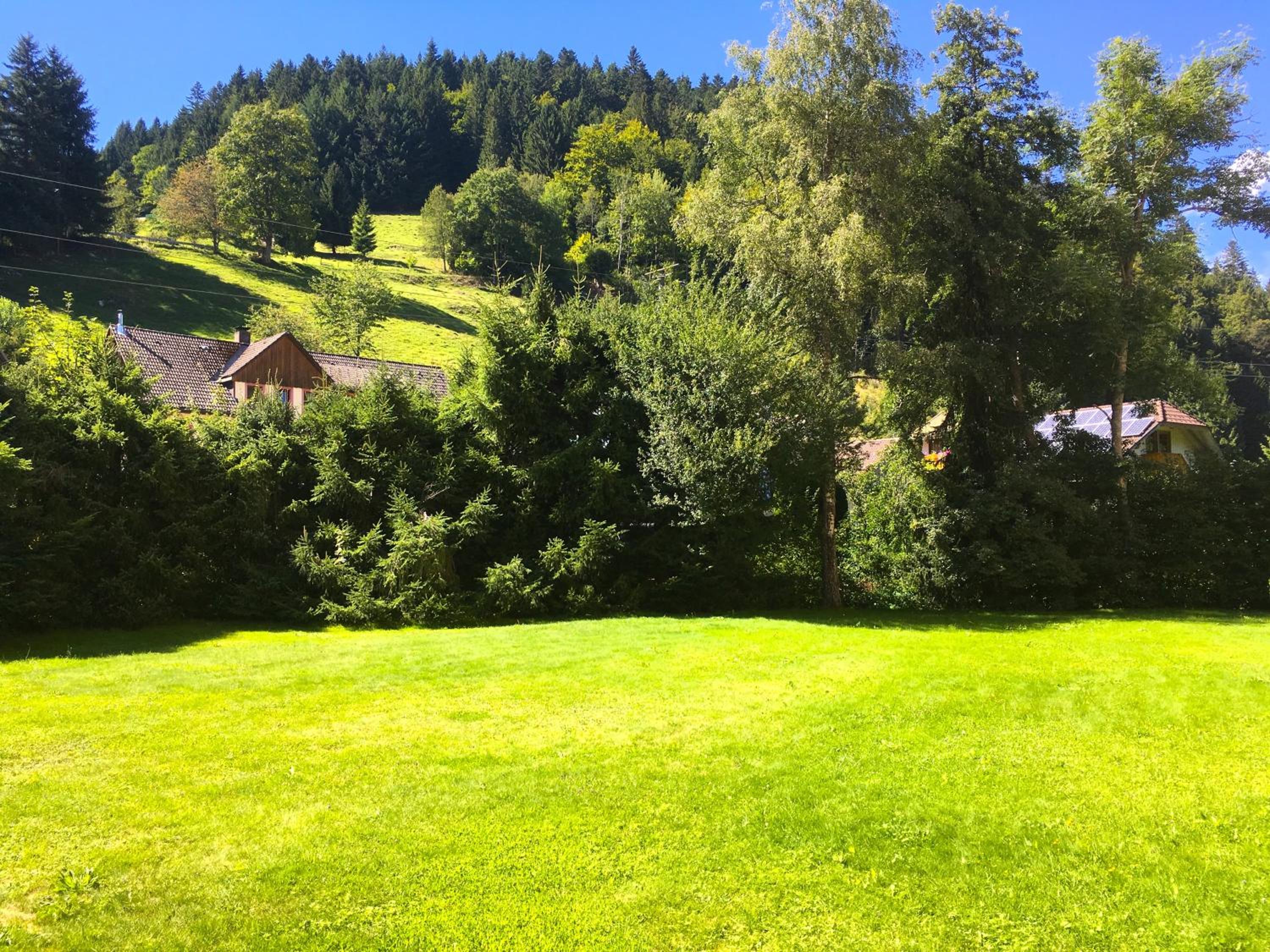 Die mit dem roten Baum view 4