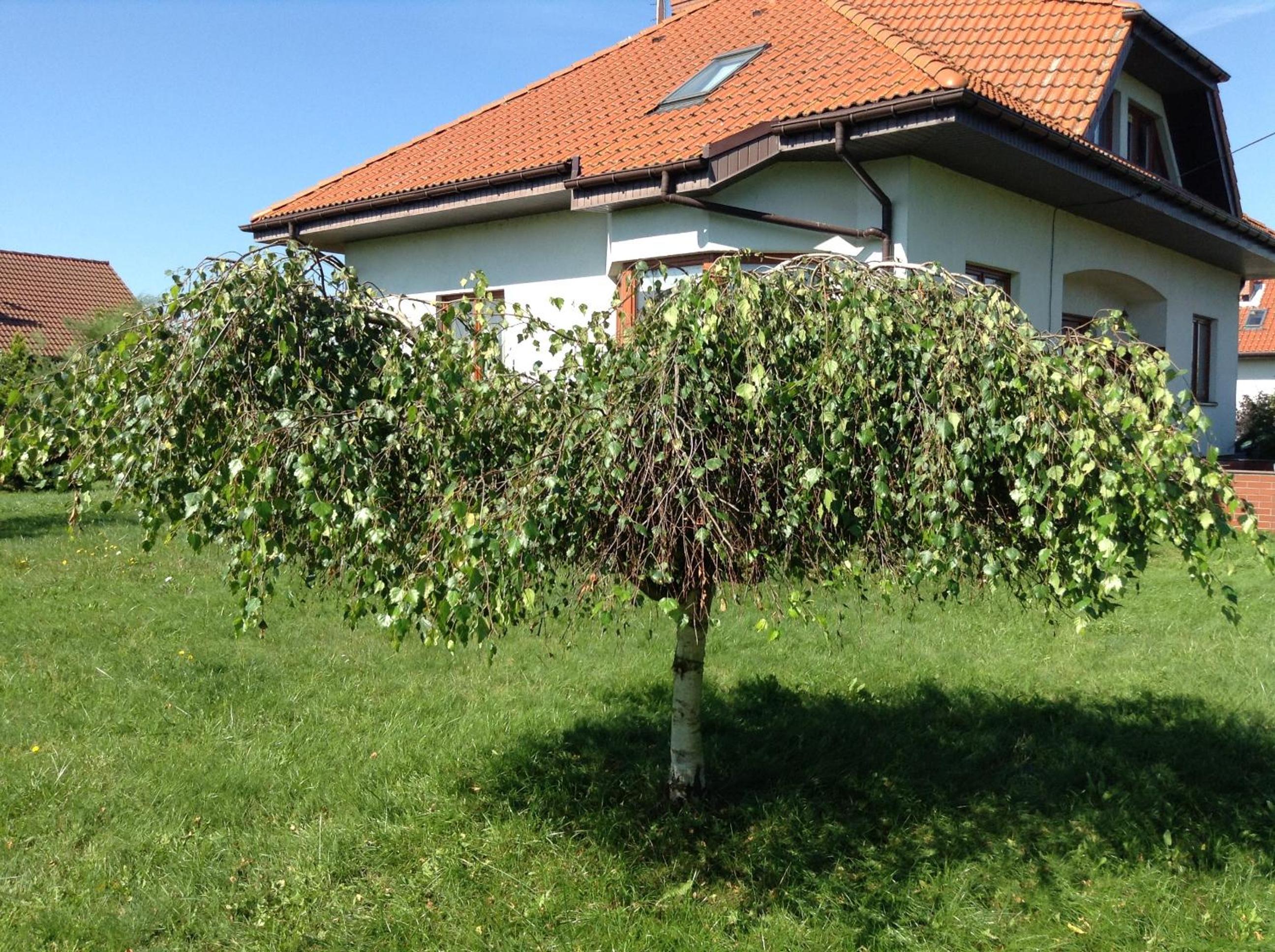 Photo 35