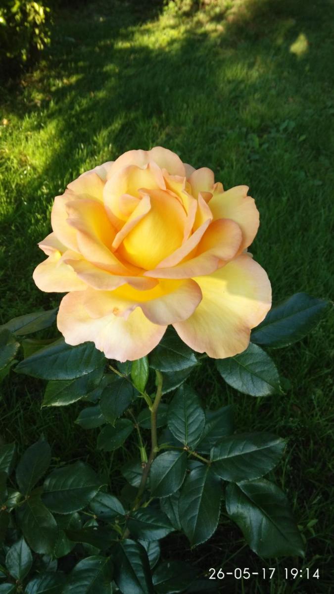 Photo 28