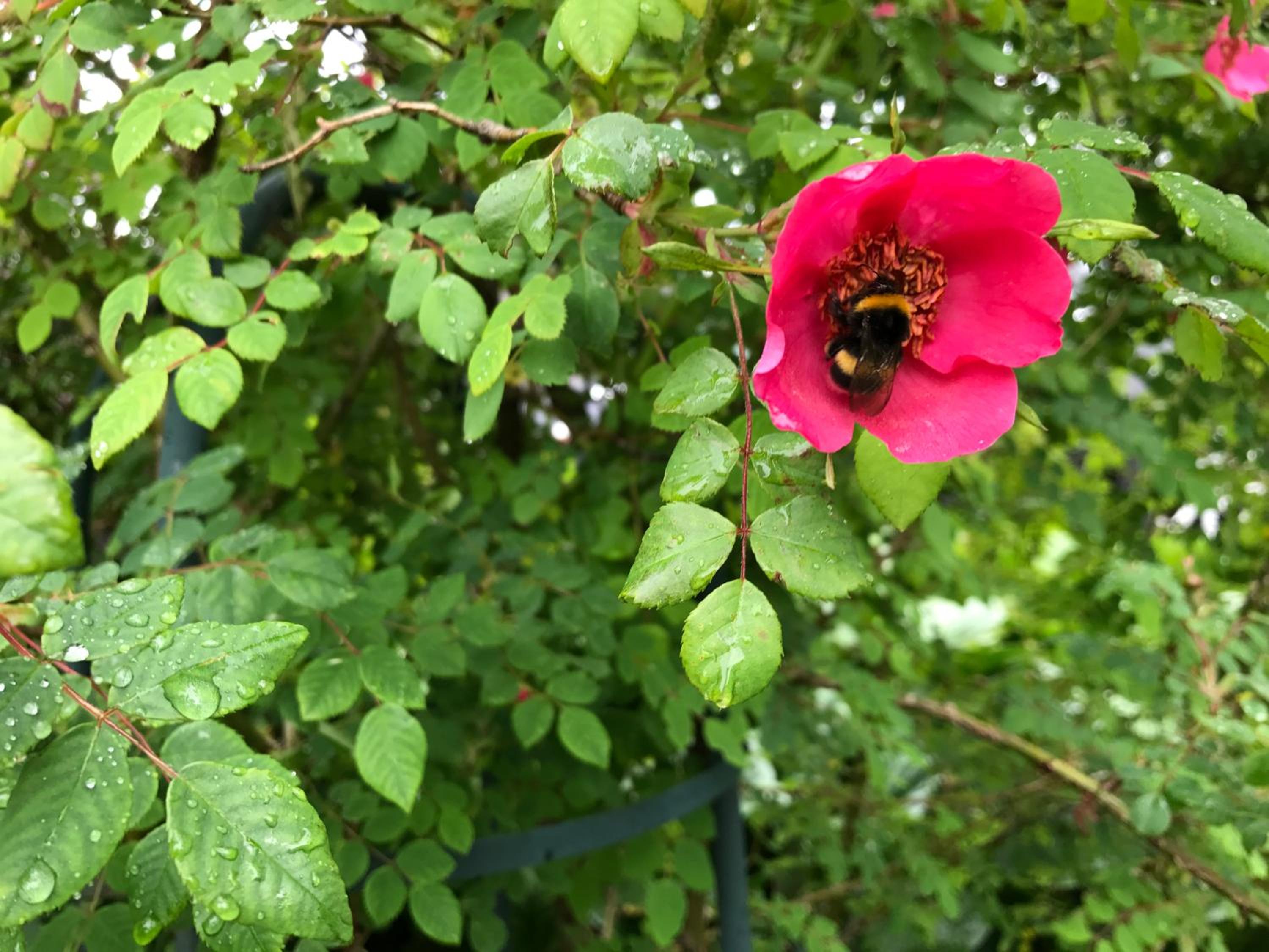 Photo 44