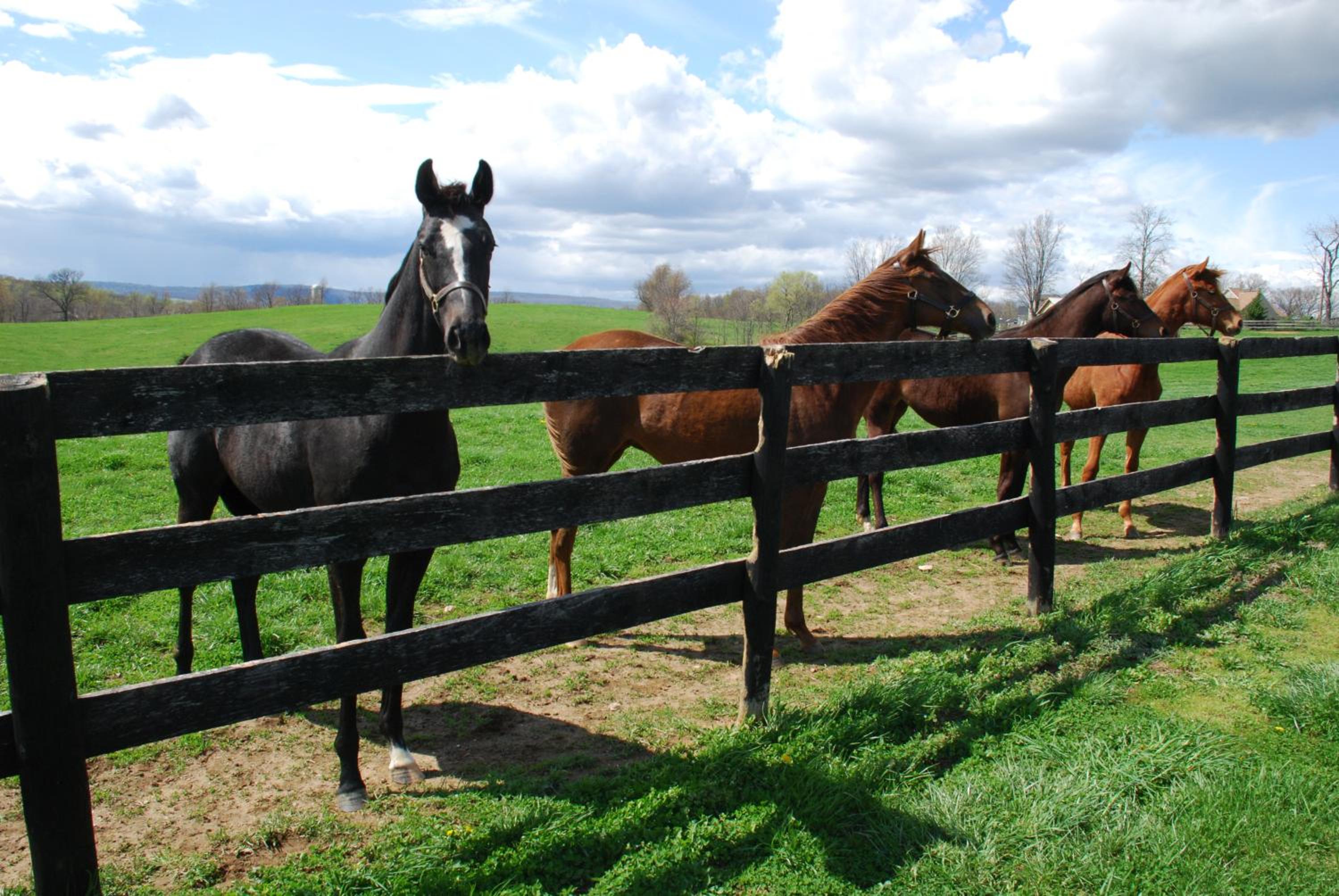 Villa Maud - Property Image 10